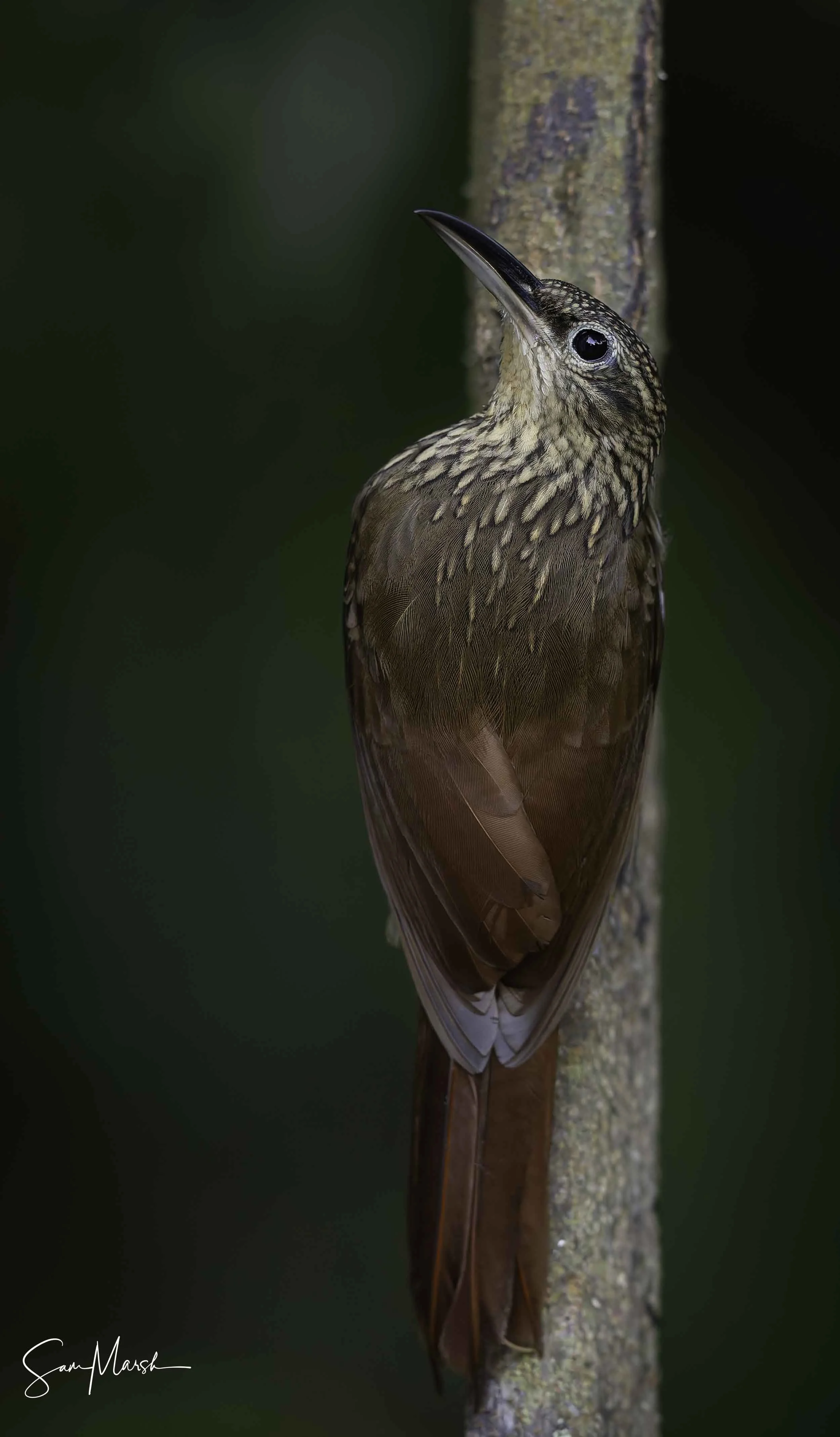 Woodcreeper (sp)