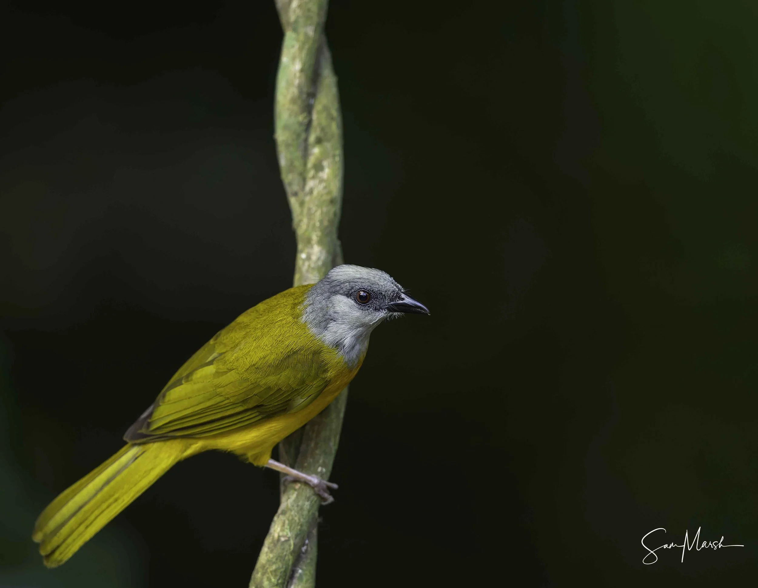 Gray-headed Tanager