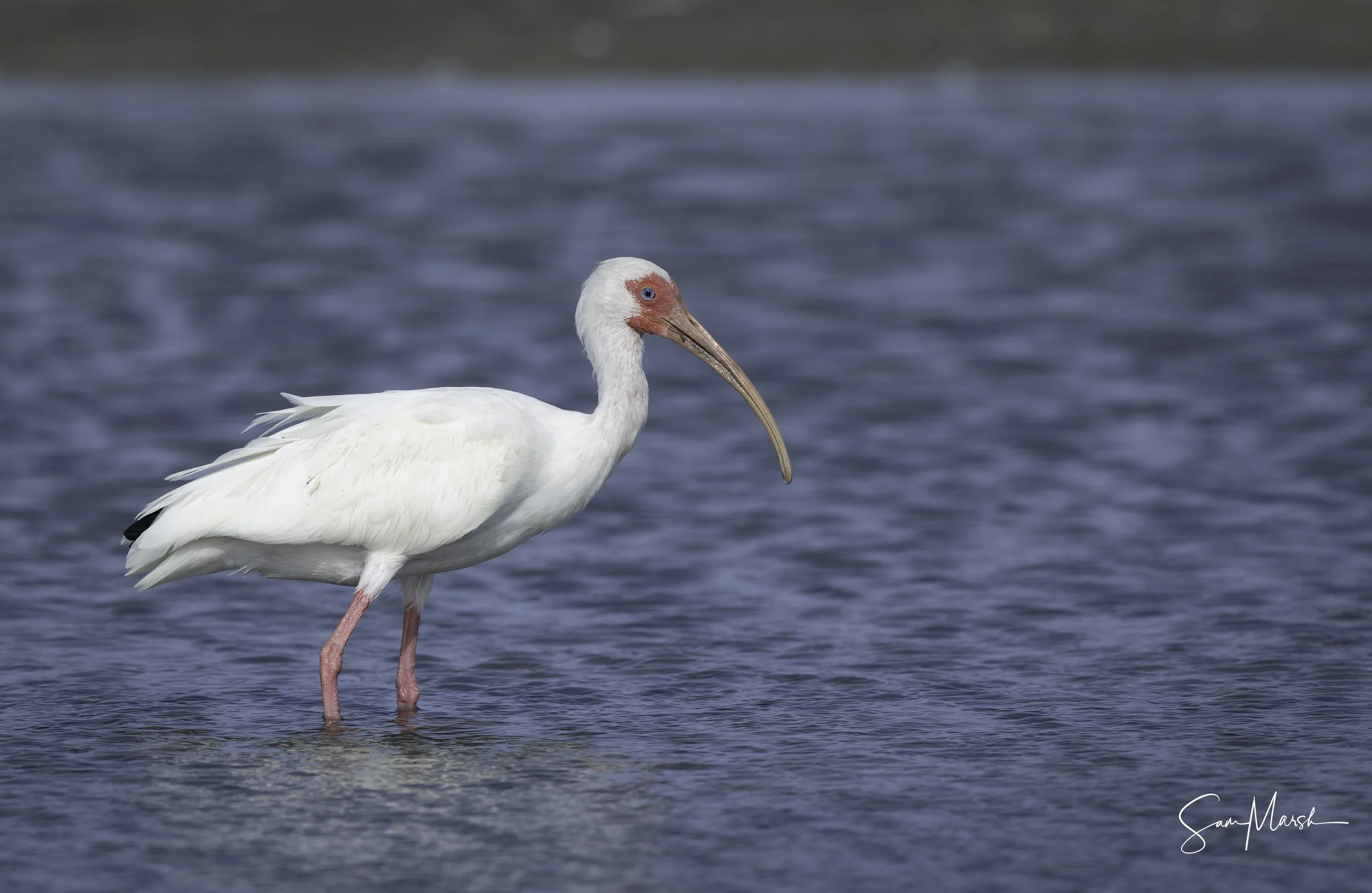 American white ibis