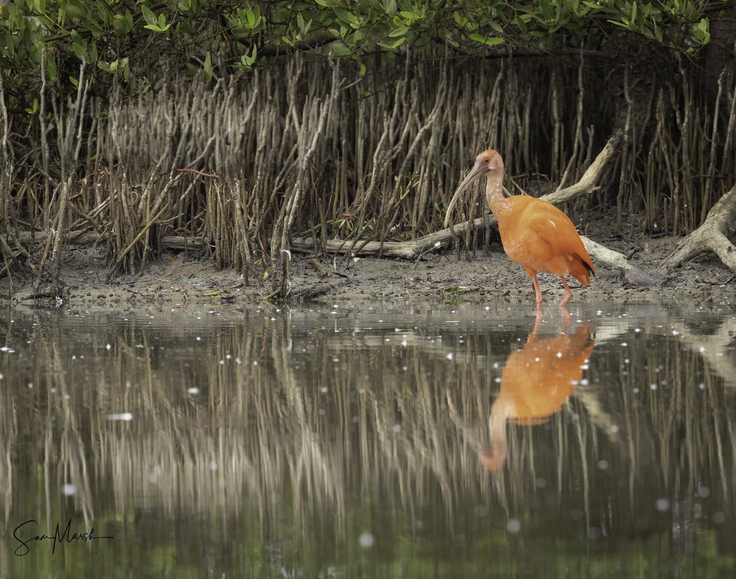 Scarlet Ibis