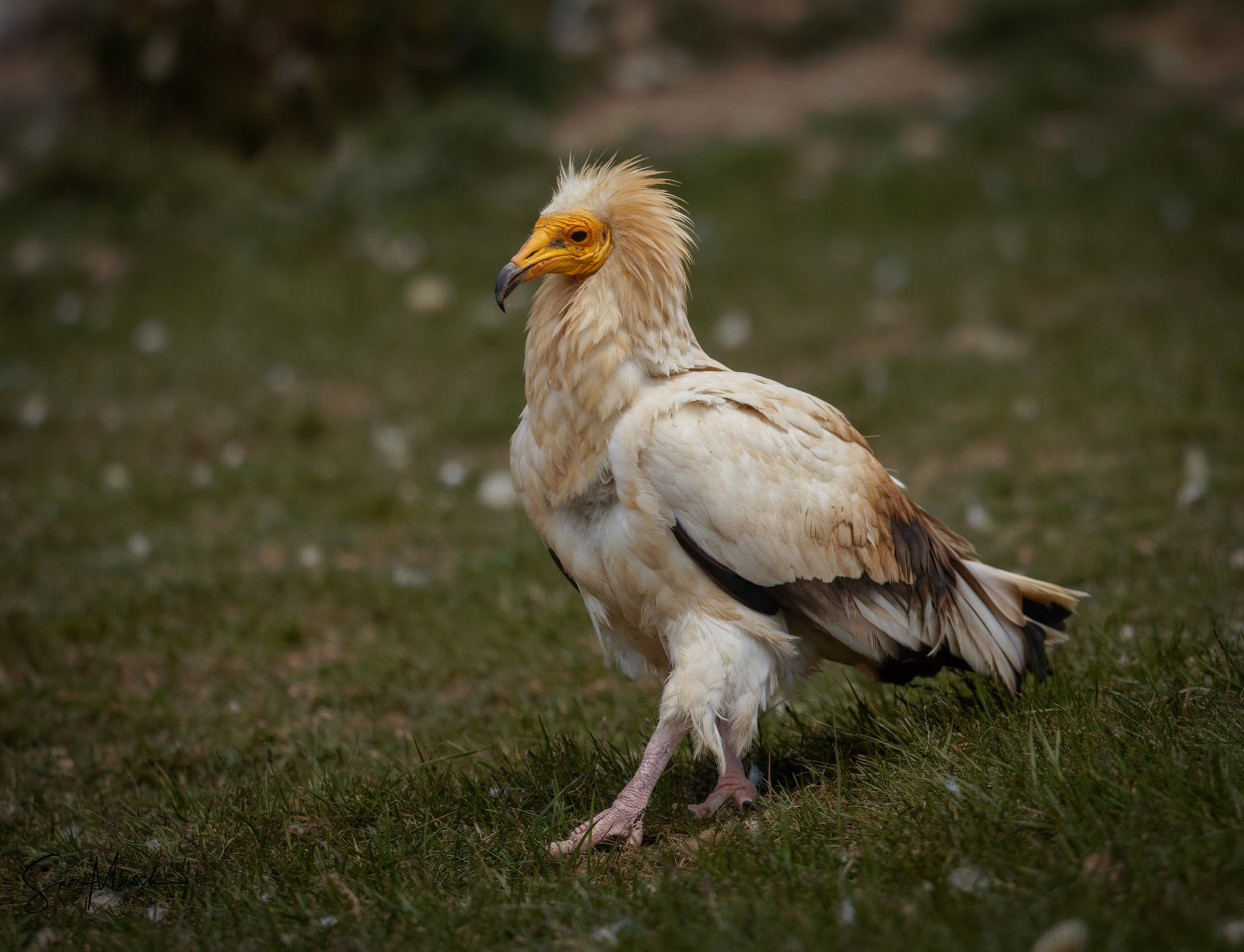 _D8A5068-CR3_DxO_DeepPRIMEXD.jpg