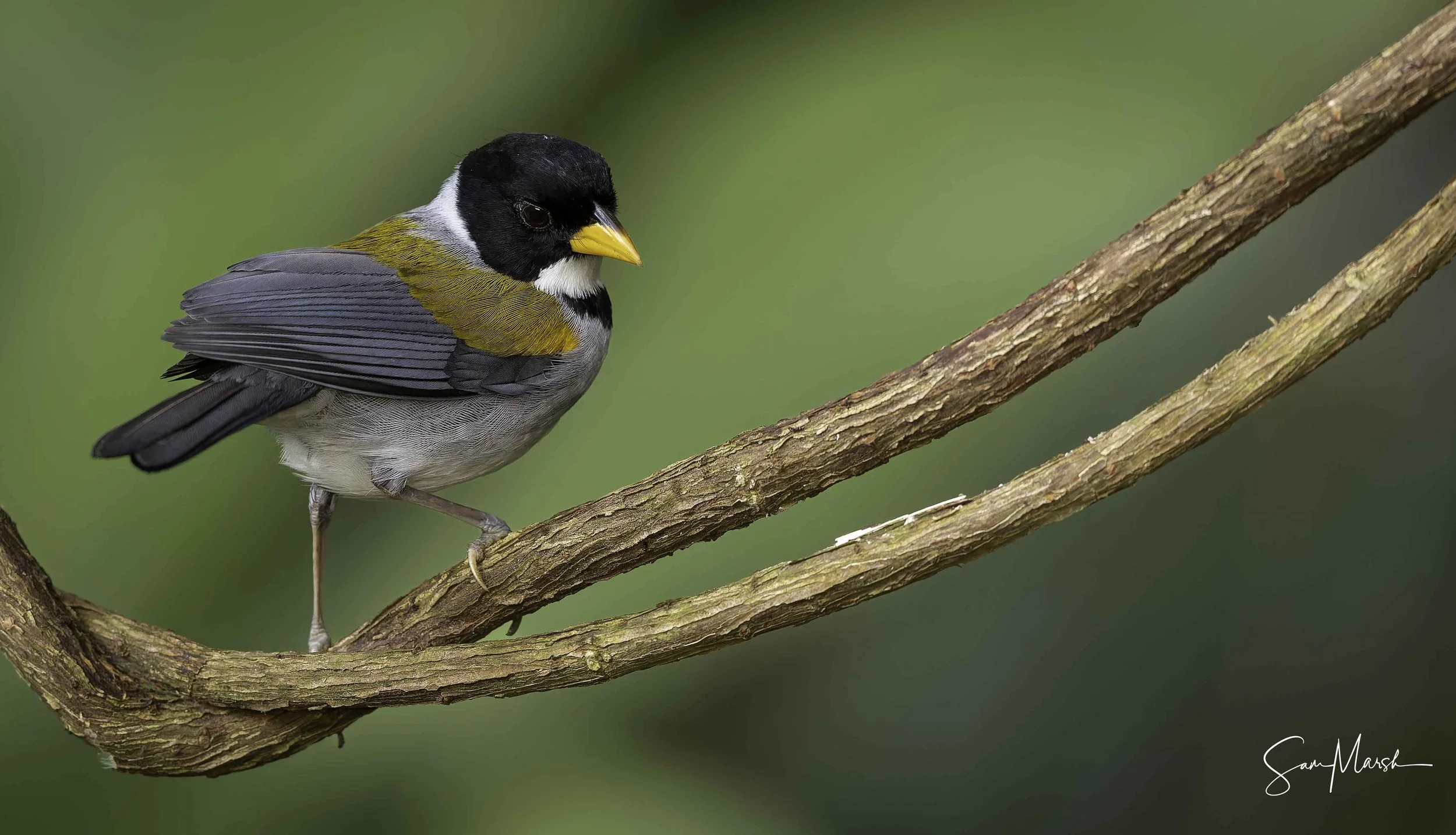 Golden-winged Sparrow