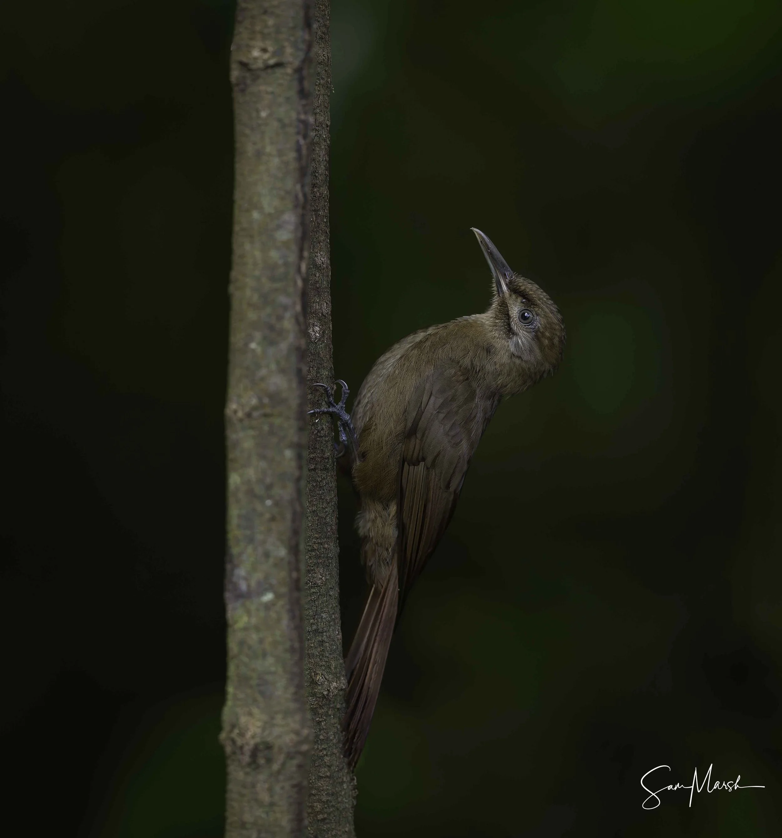 Woodcreeper (sp)