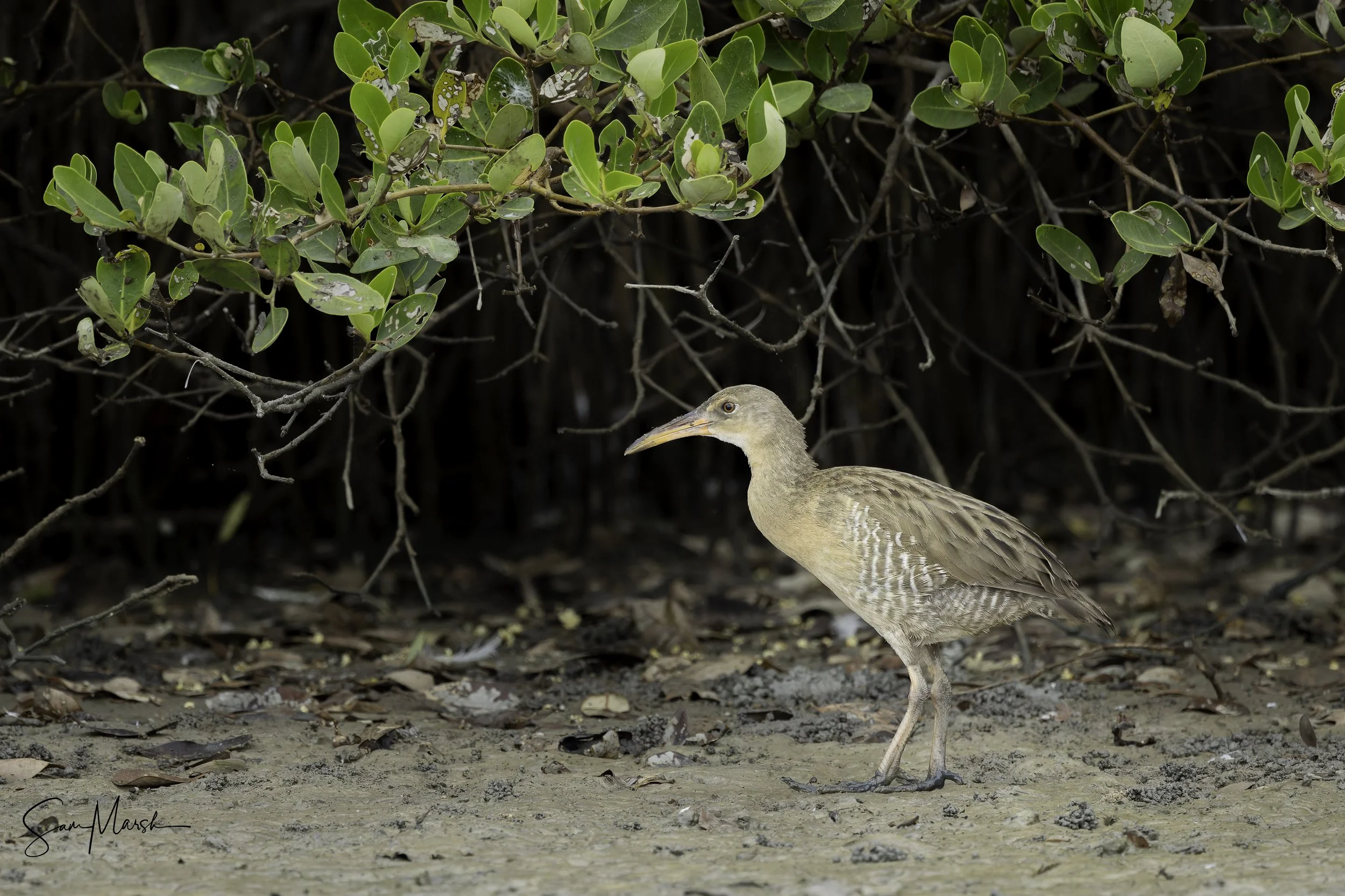 Mangrove rail