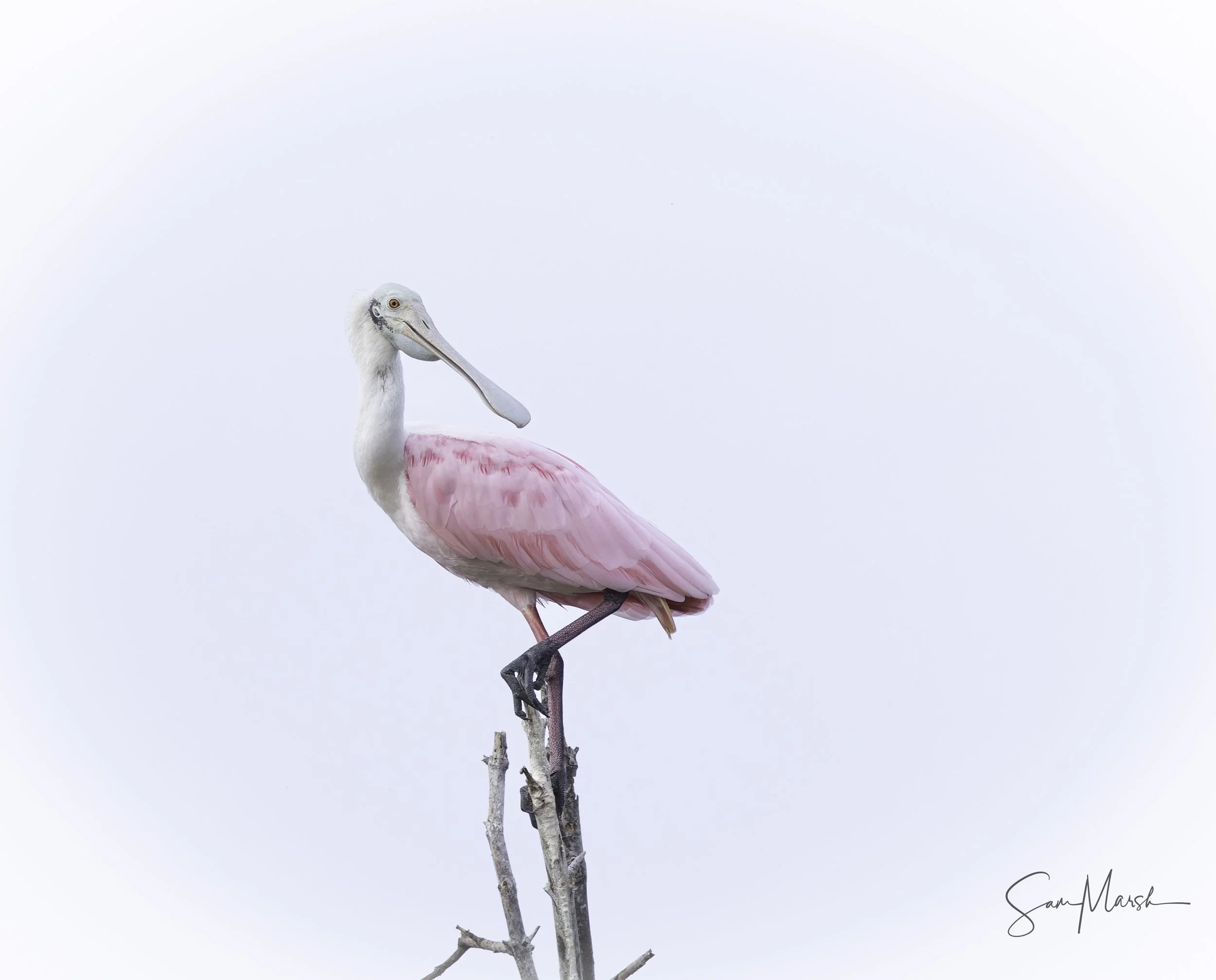 Roseate Spoonbill