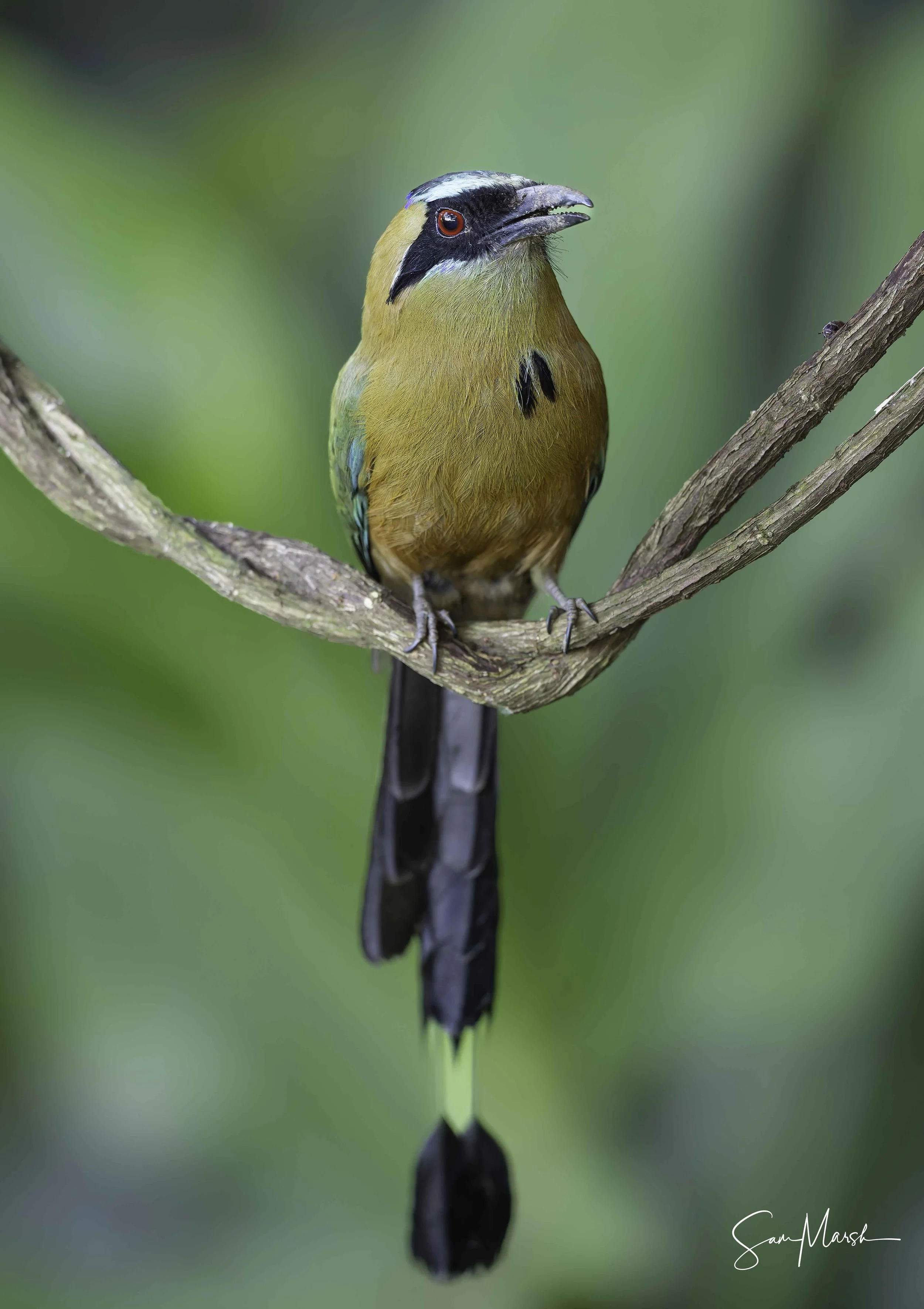 Whooping Motmot