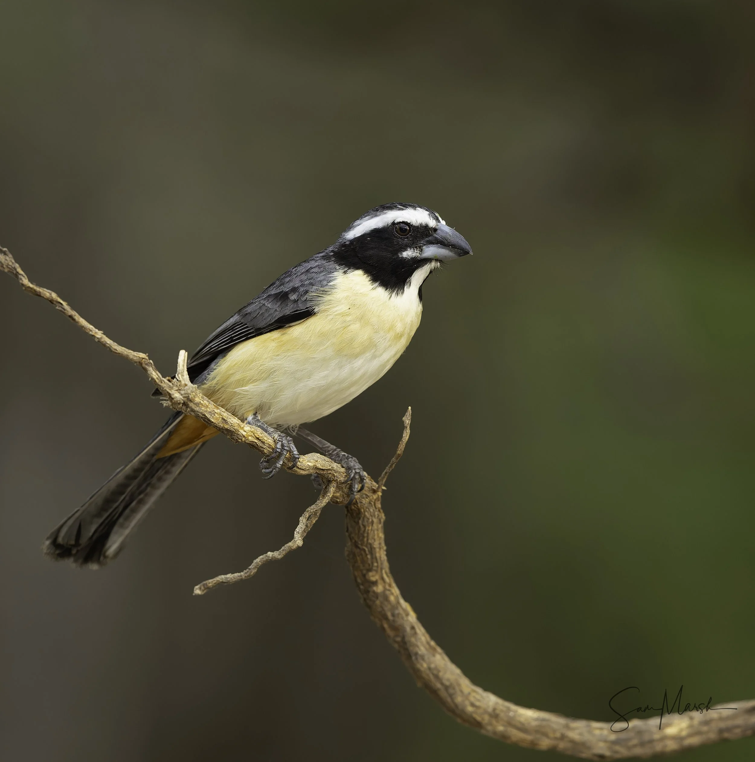 Orinocan Saltator (endemic)