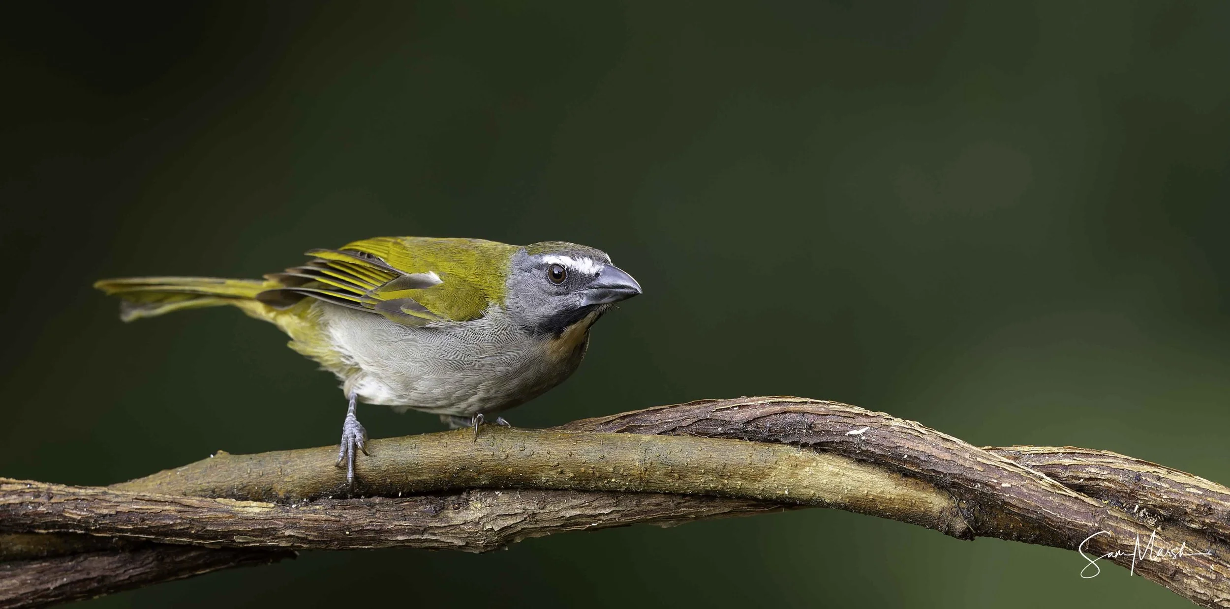 Buff-throated Saltator