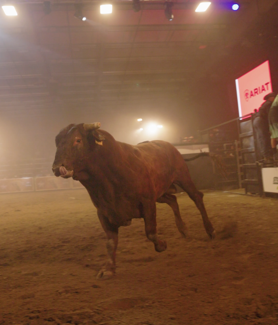 PBR NZ Bull Riding 2025