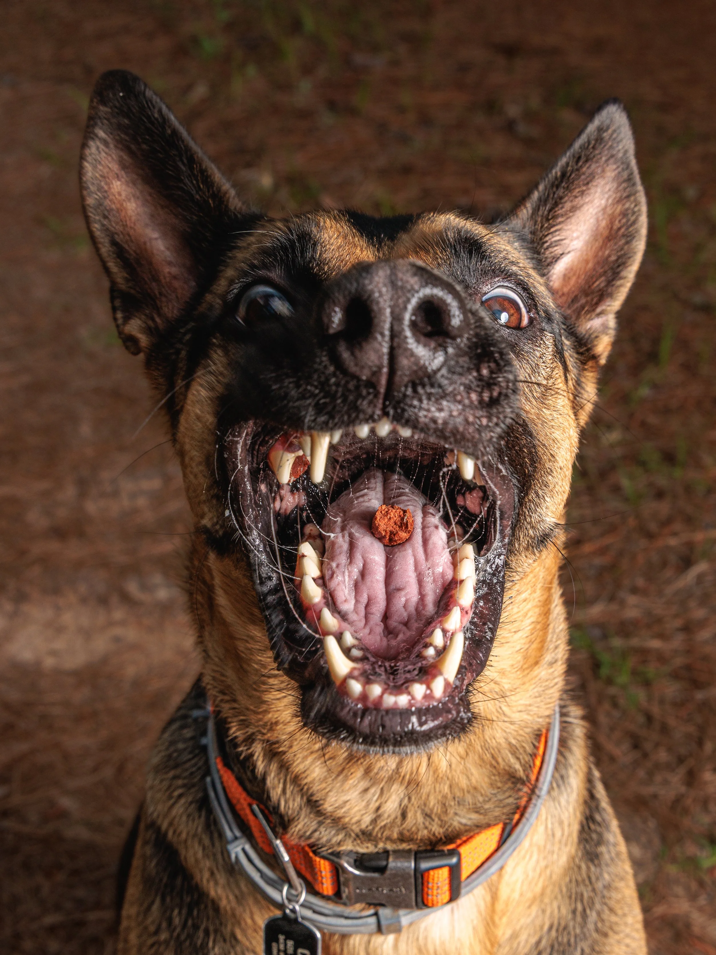 TREATS - 32.jpg