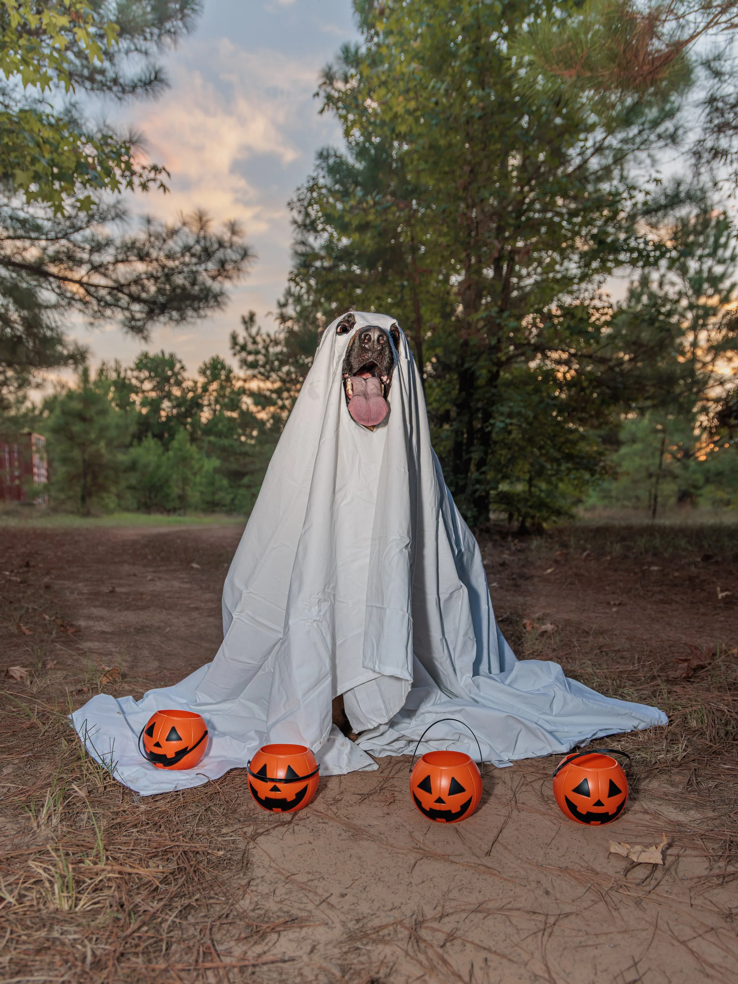 BOO - 3.jpg