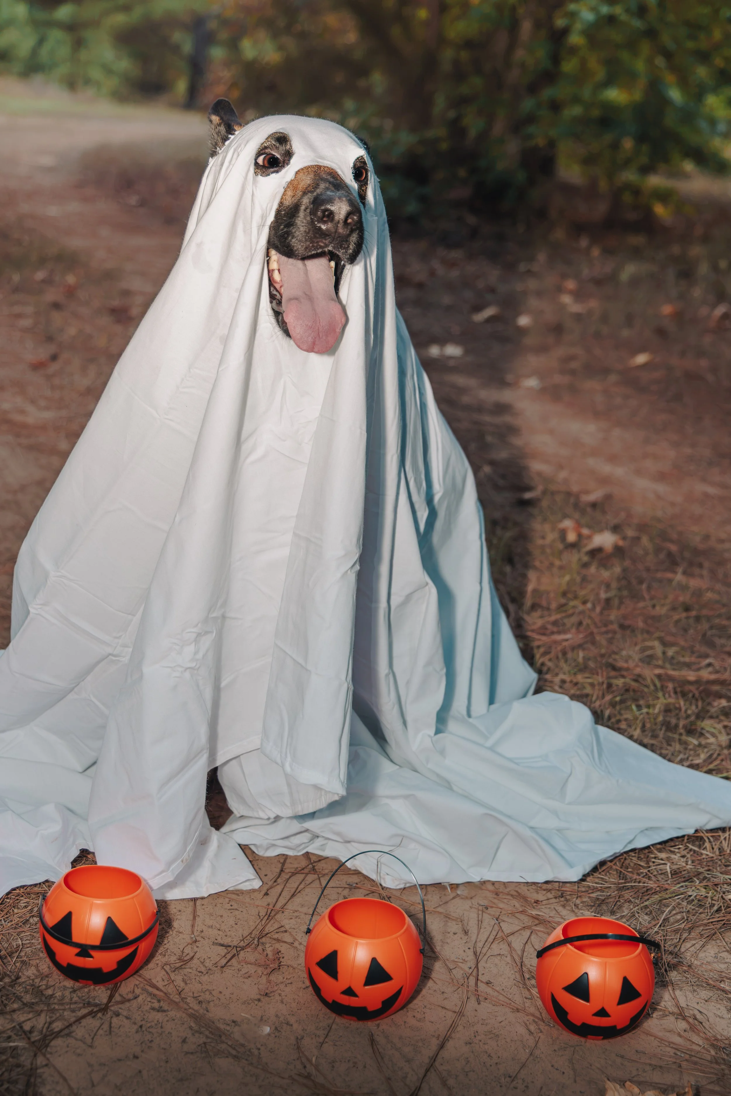 BOO - 4.jpg