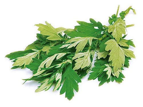 Fuchiba ( Mugwort)