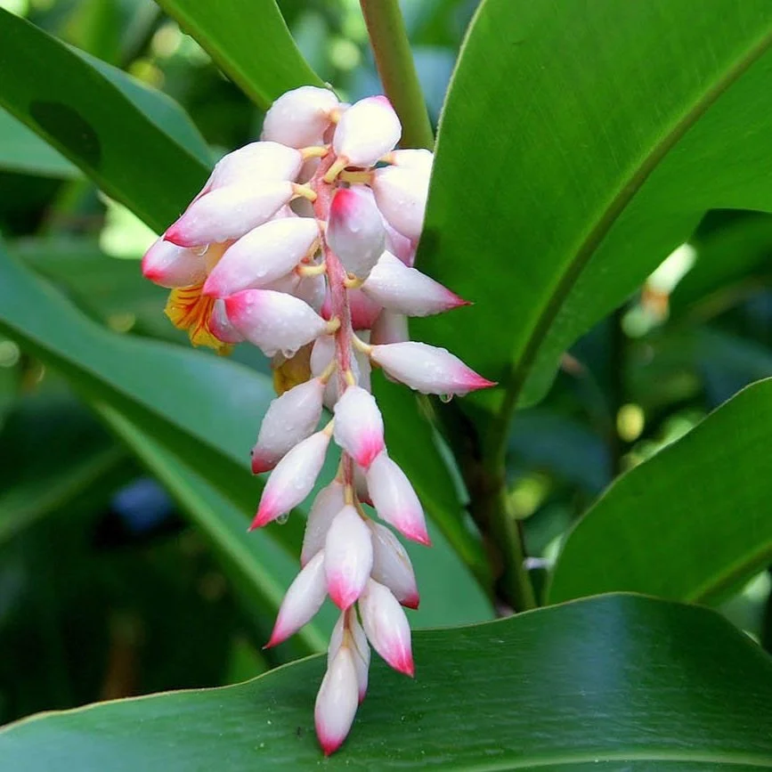 Gettō (Shell Ginger)
