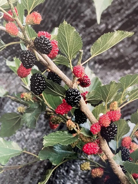 Mulberry (kuwaa)
