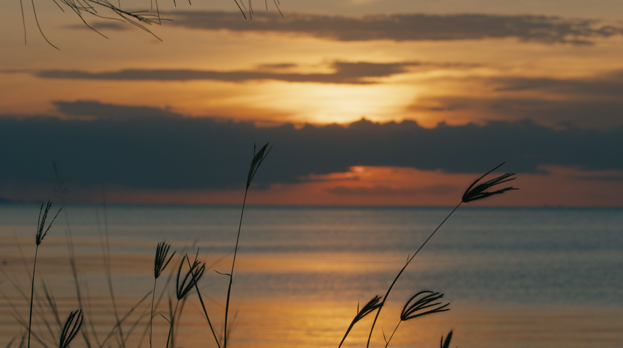 sunset-wild-grass.png
