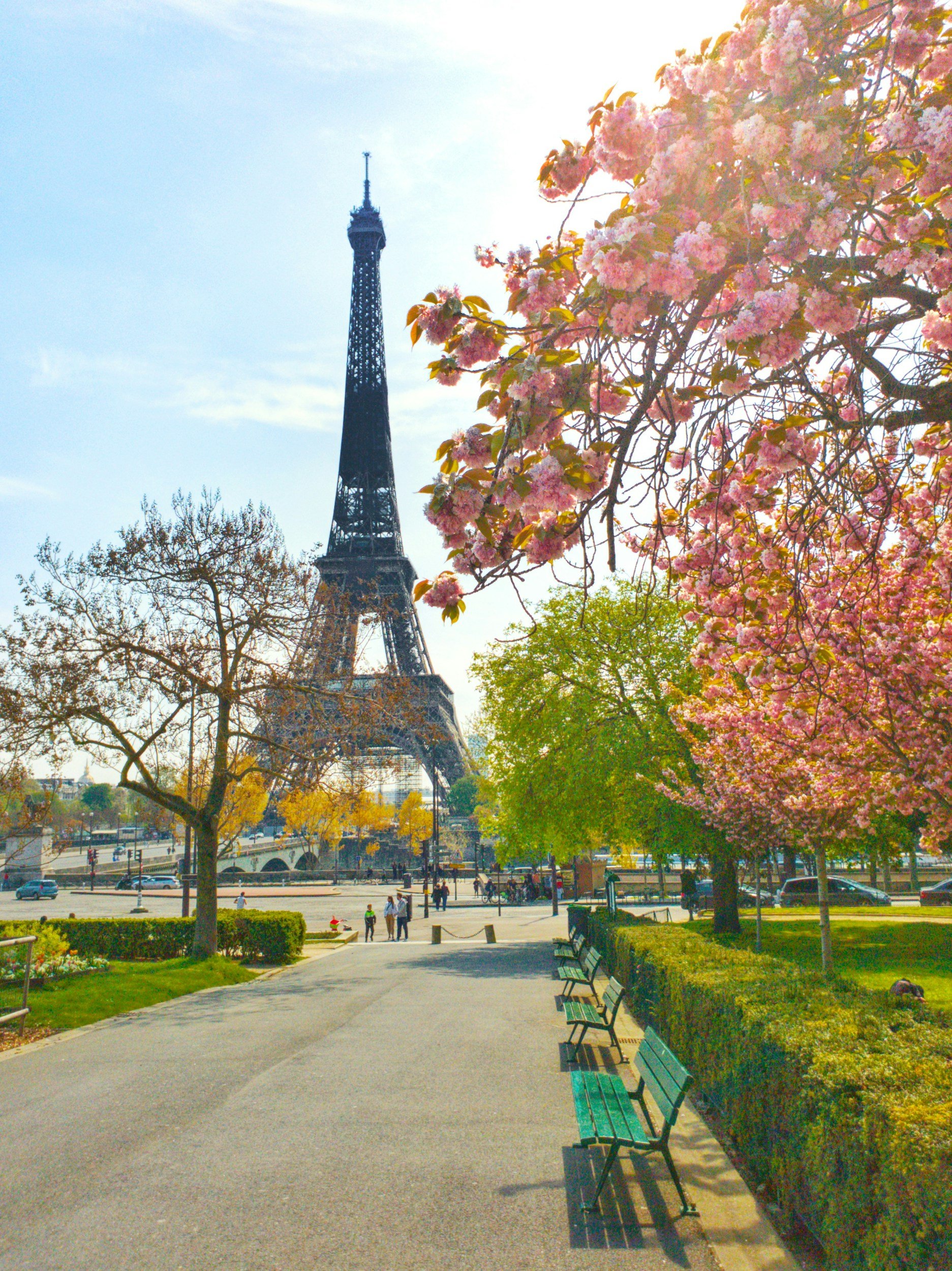 Paris park scene with benches, paths, blooming pink cherry blossom trees, and the Eiffel Tower in the background.