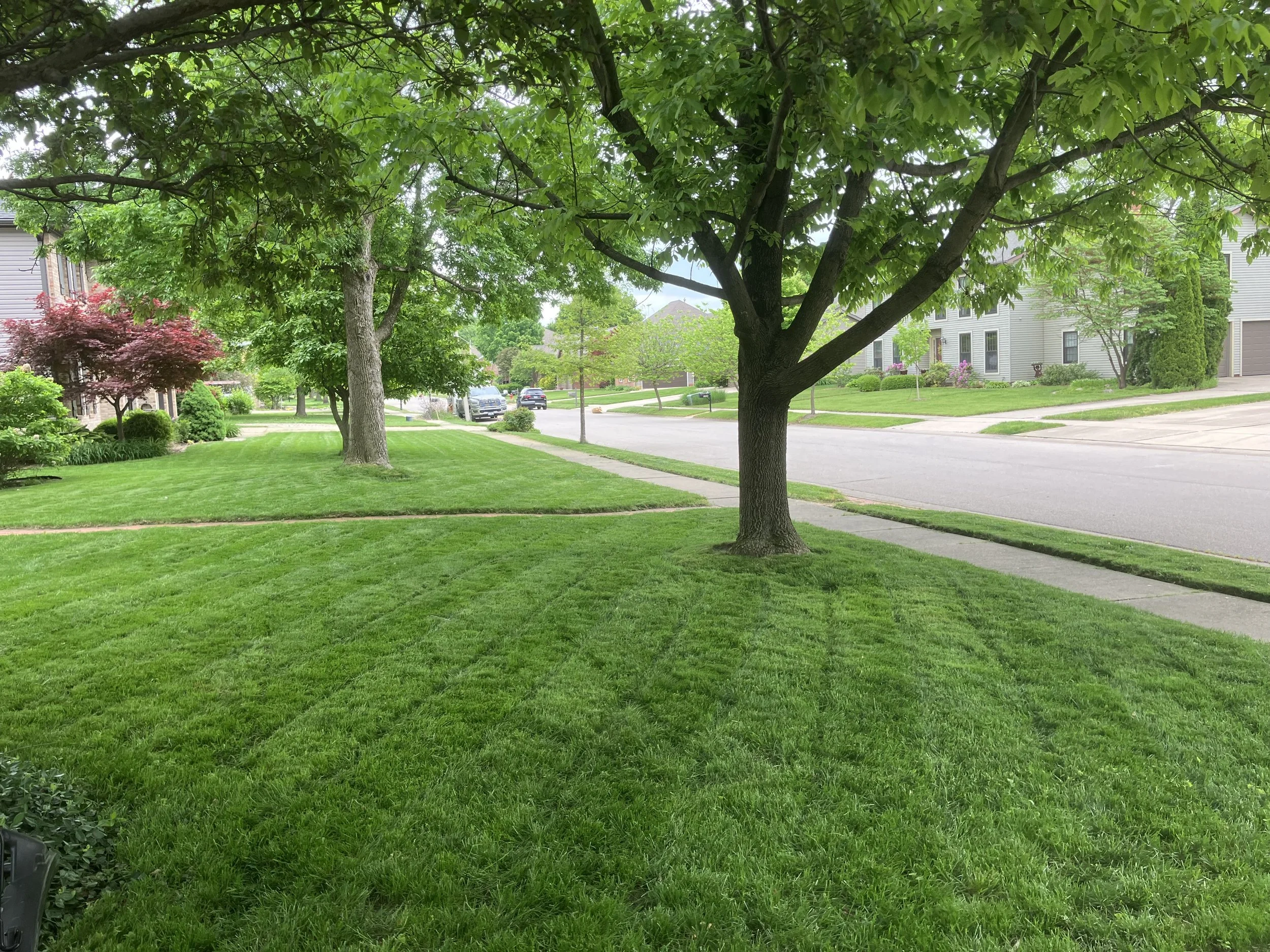A suburban neighborhood street with well-maintained green lawns, trees lining the sidewalk, and houses in the background, viewed from under a leafy tree.