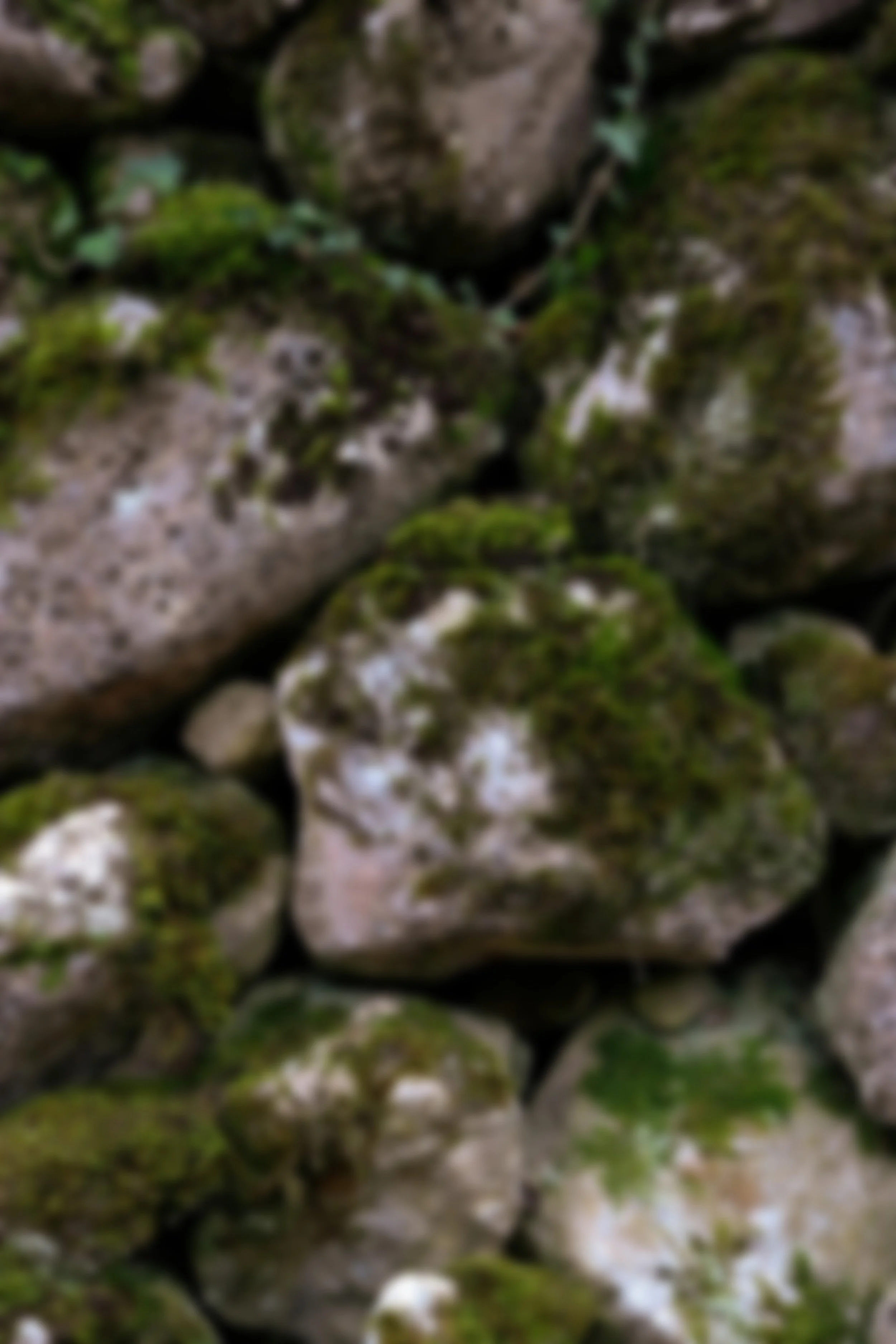 Close-up of moss-covered rocks.