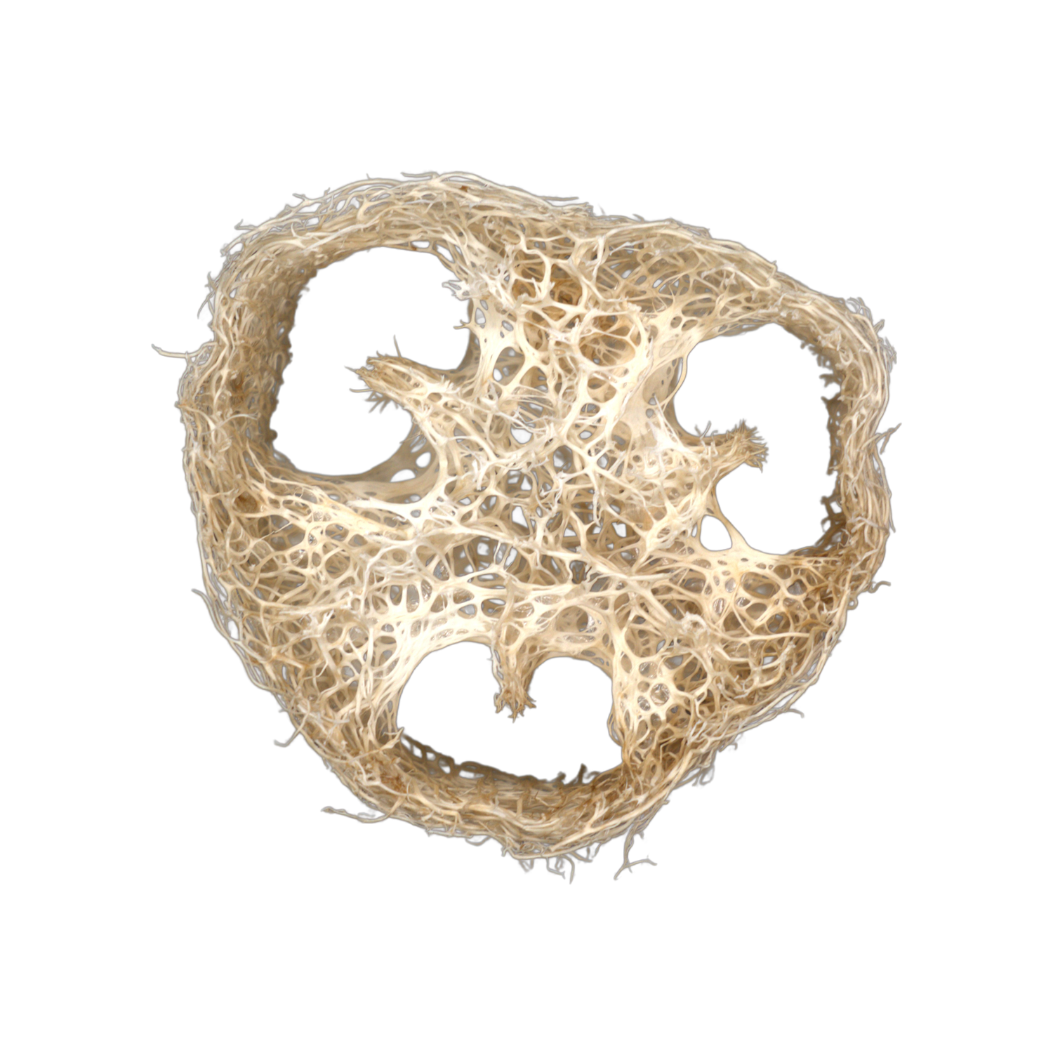Loofah
