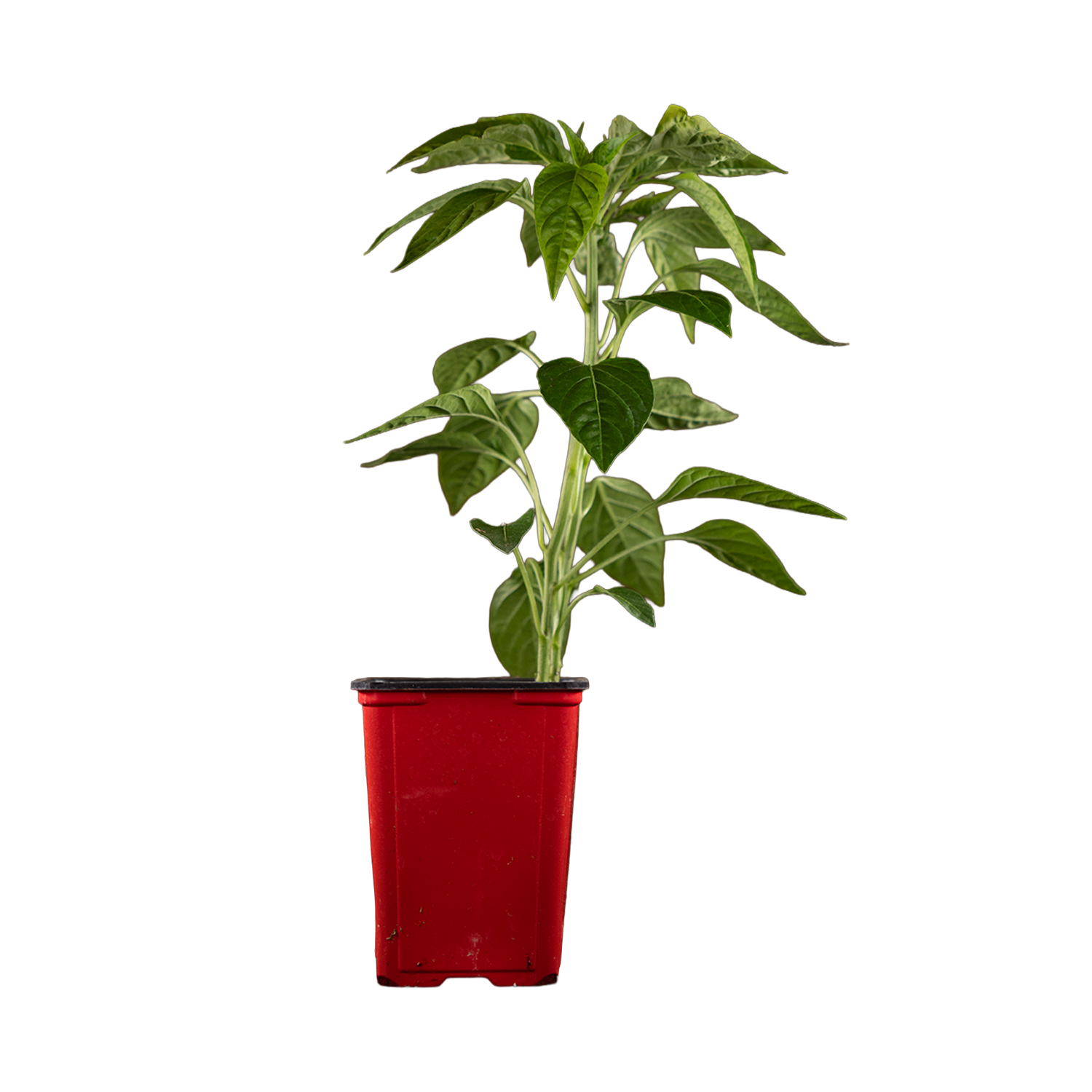 Yellow Jamaican Pepper