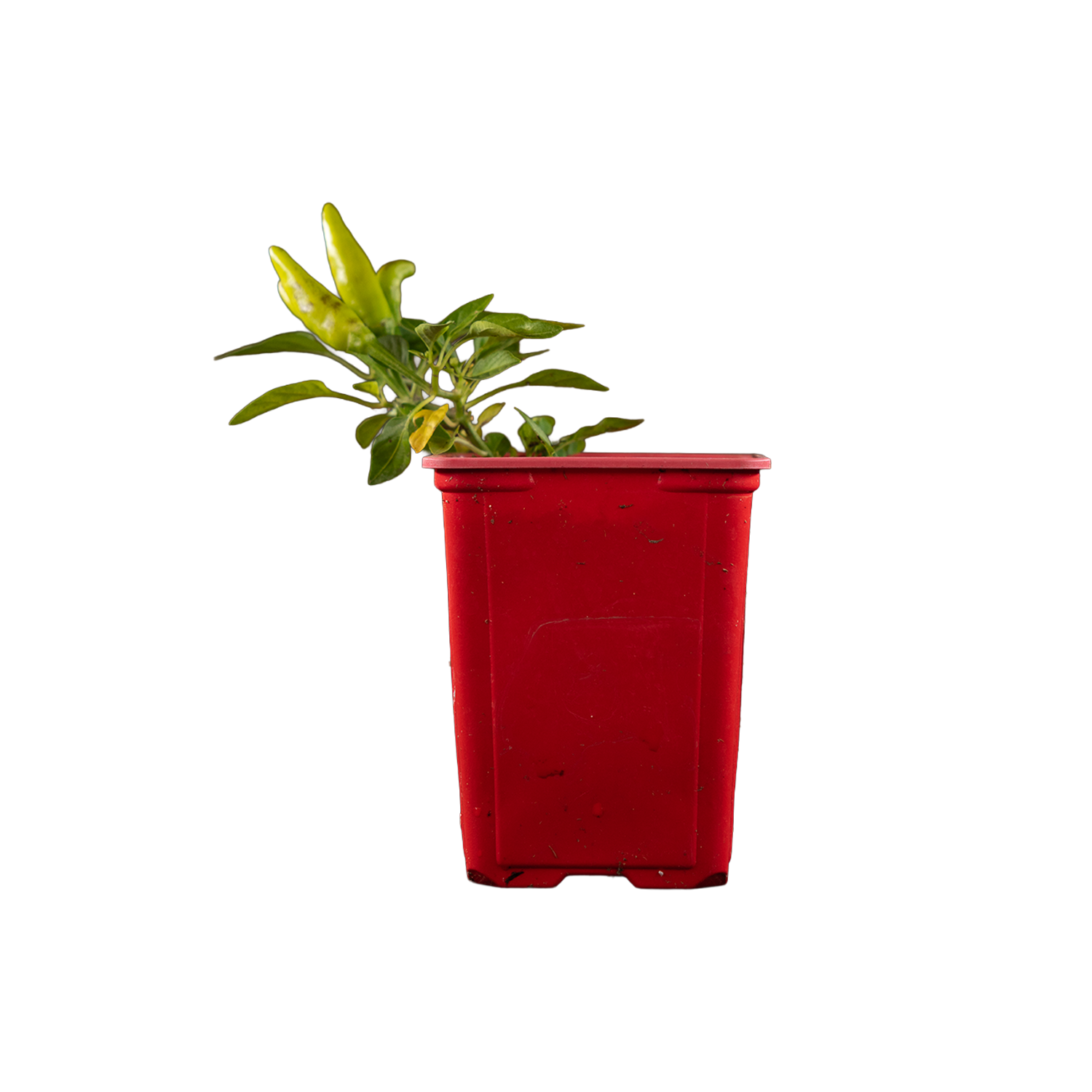 Chili Pepper