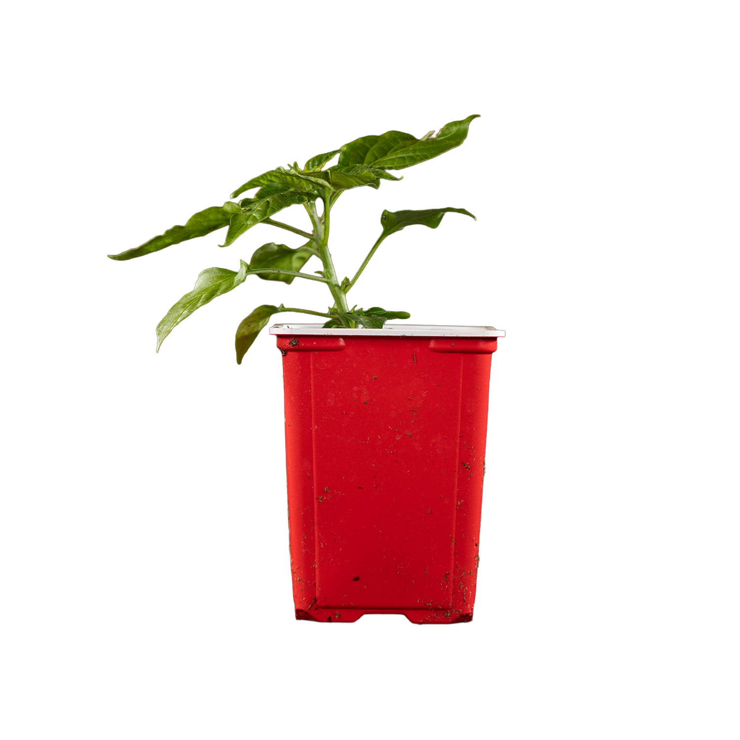 Ghost Pepper