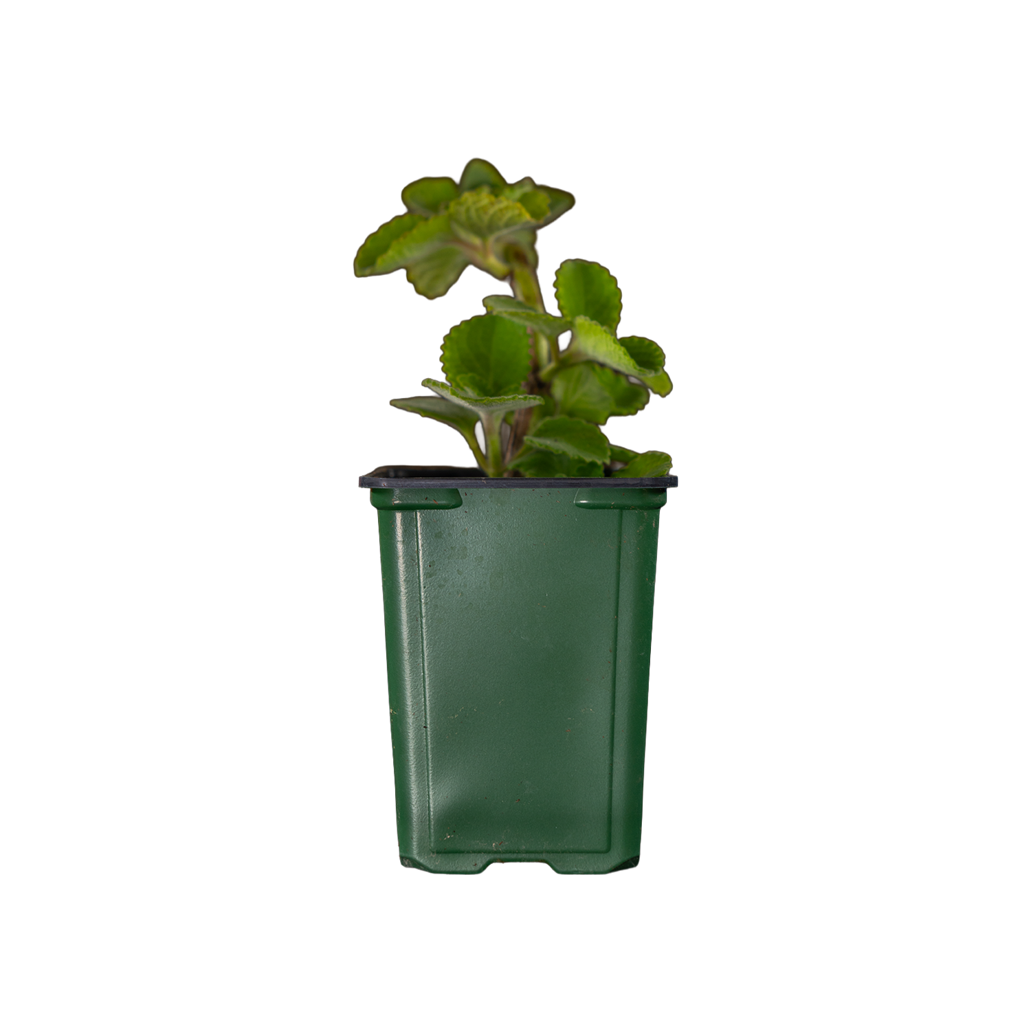 Mexican Oregano