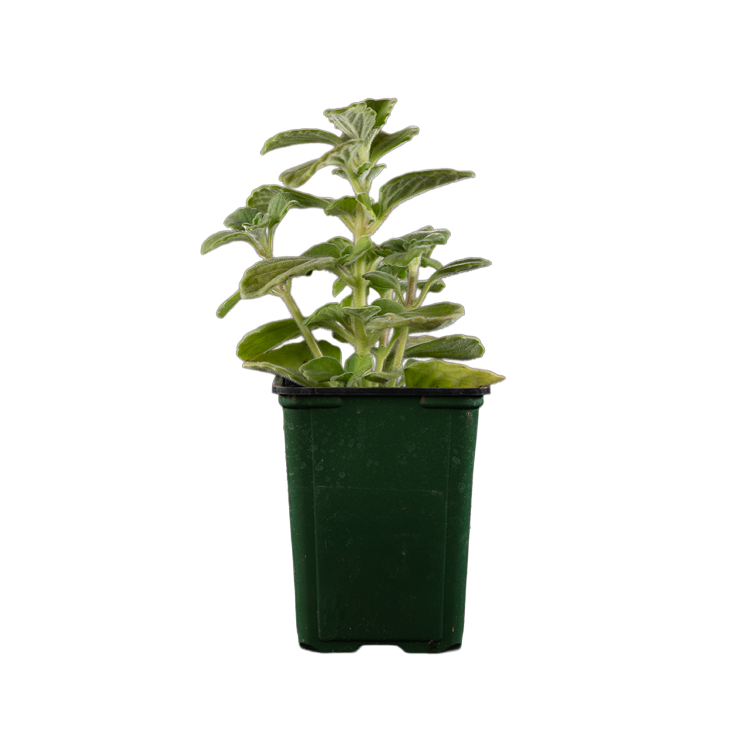 Vick Vapor Plant