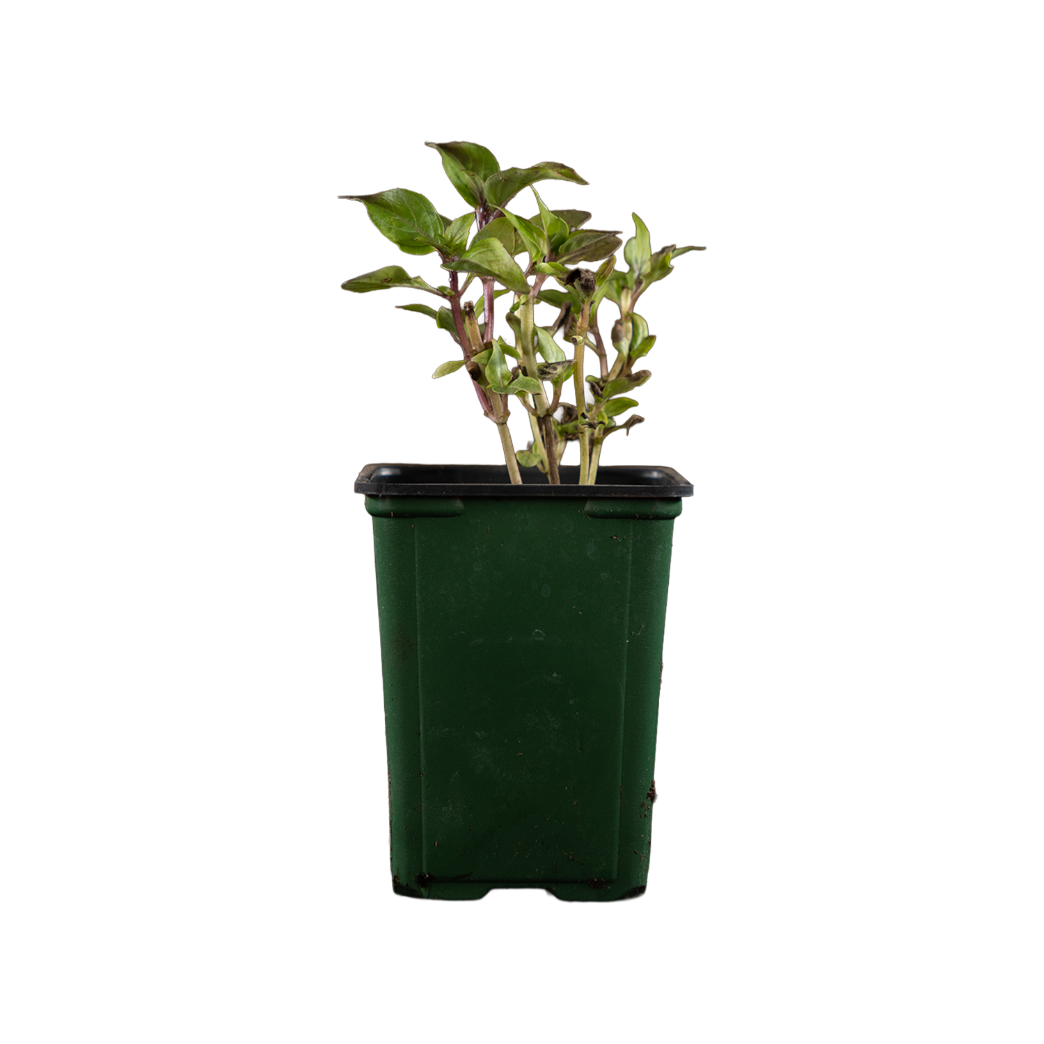 Cinnamon Basil