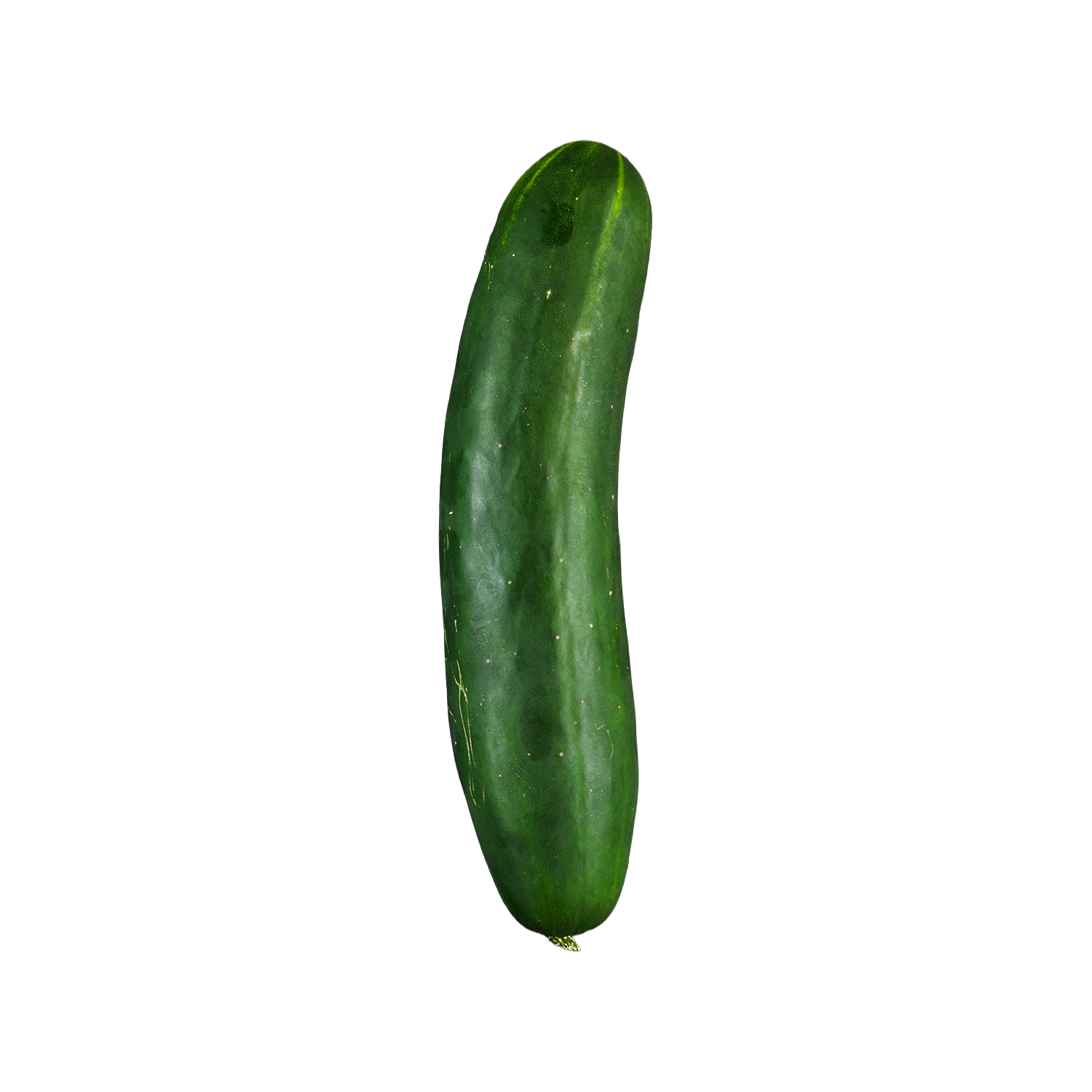 Cucumber