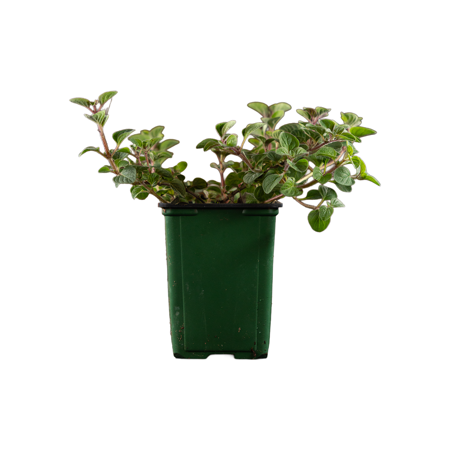 Hot & Spicy Oregano