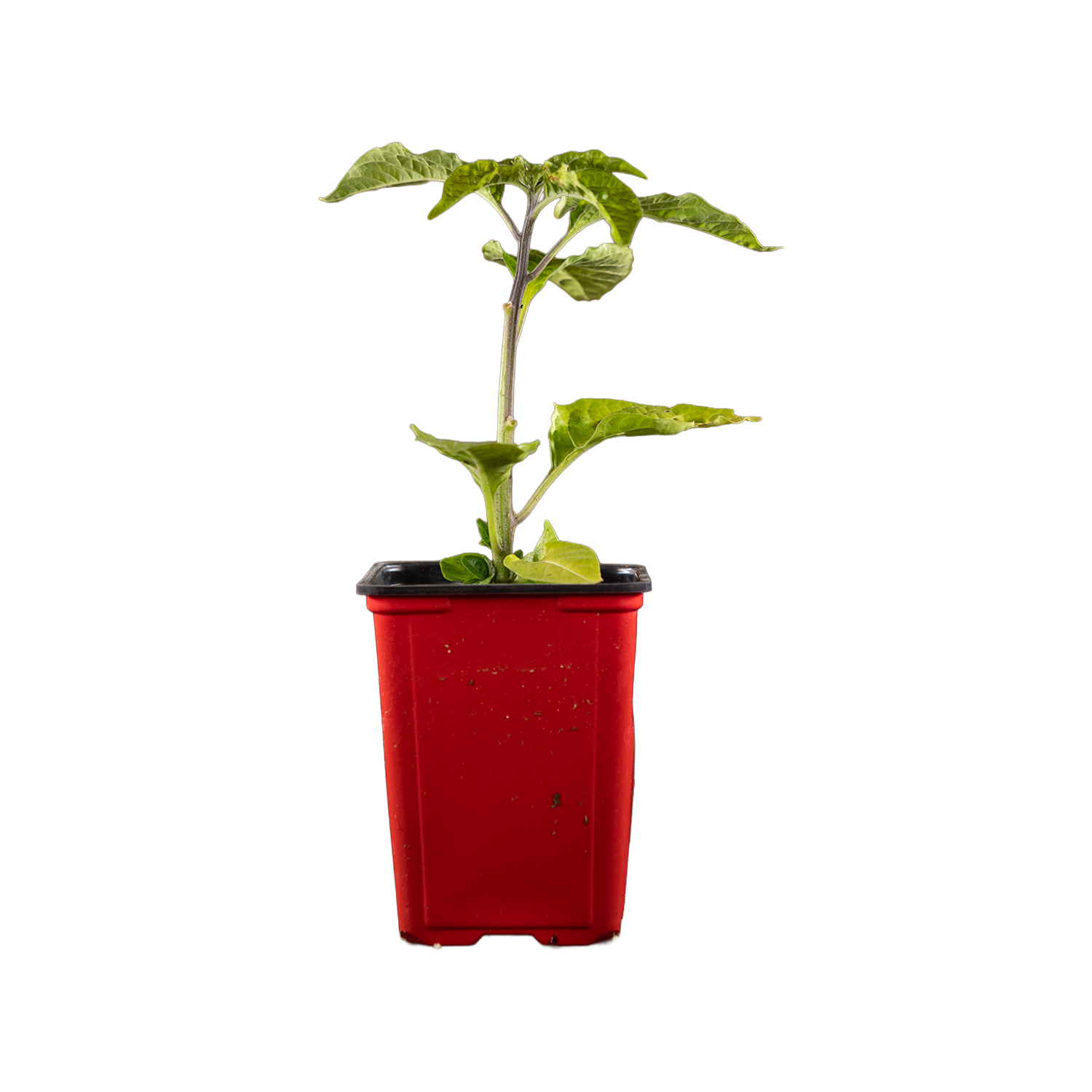 Red Jamaican Pepper
