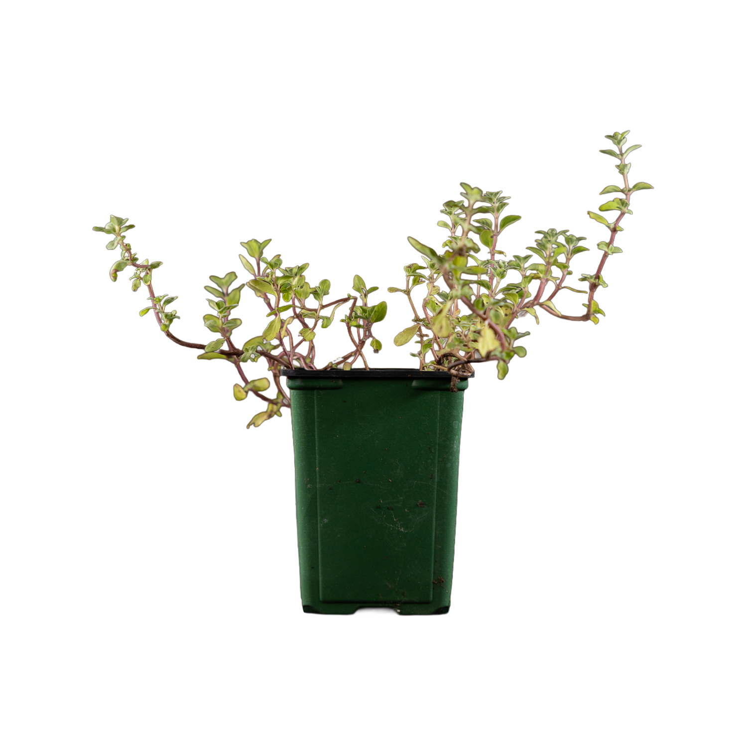 Marjoram