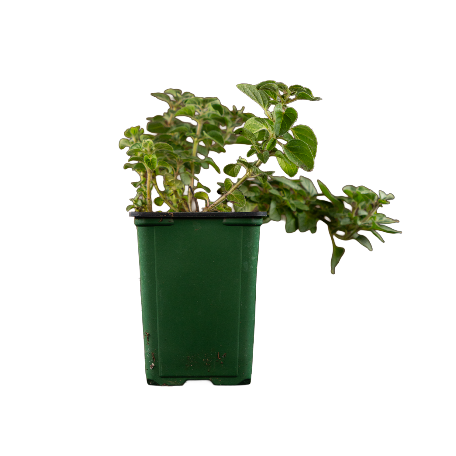 Greek Oregano
