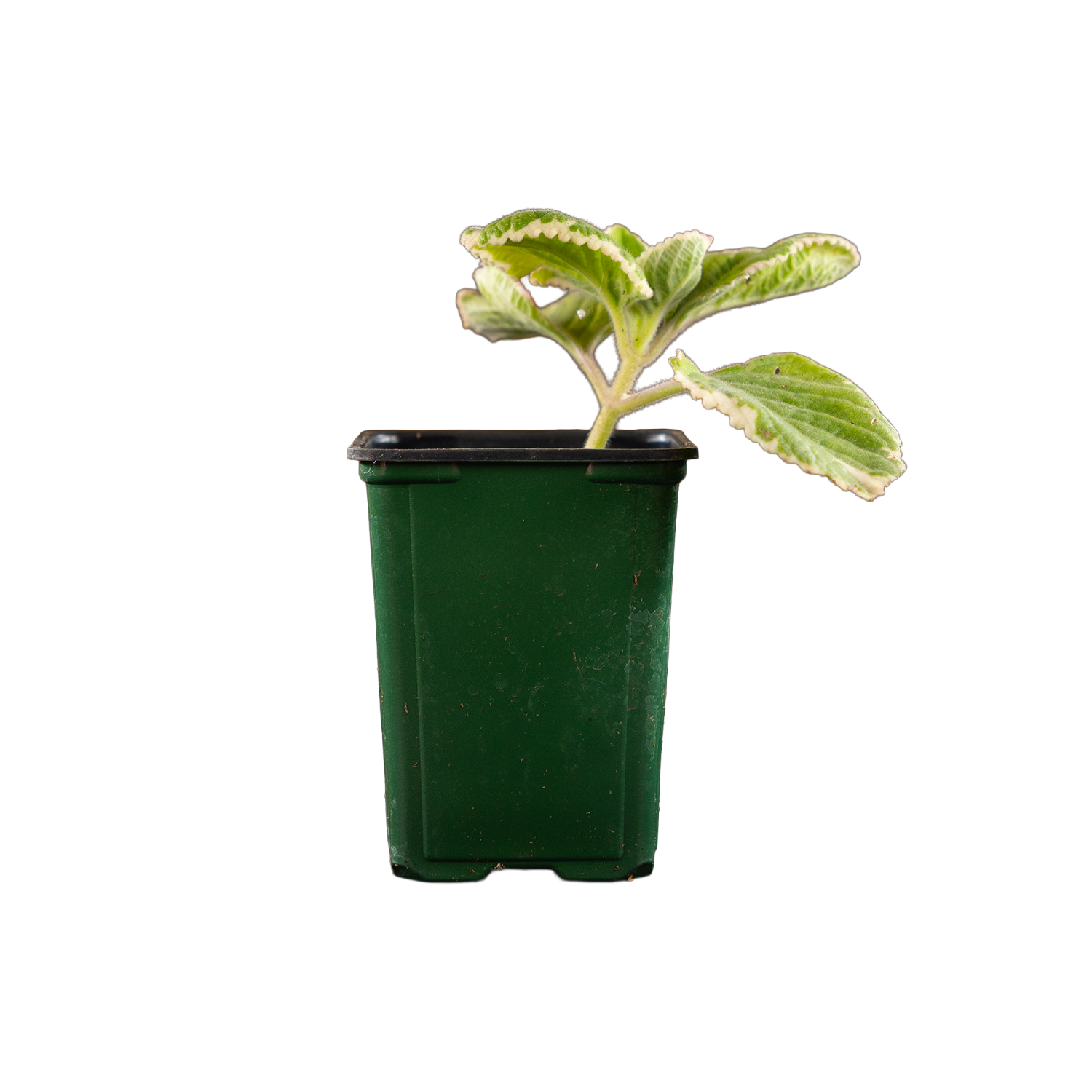 Cuban Oregano
