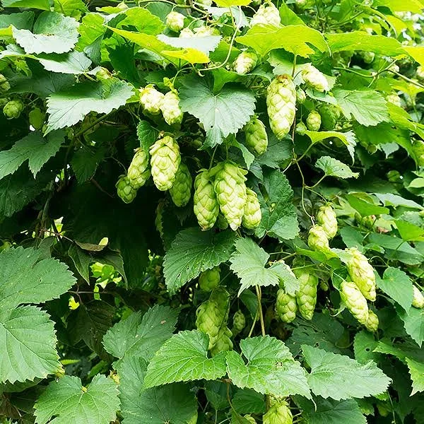 Reference image, Centennial Hops