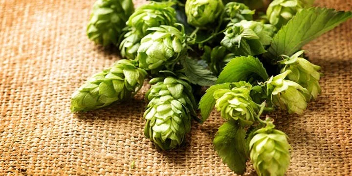 Reference image, Mosaic Hops