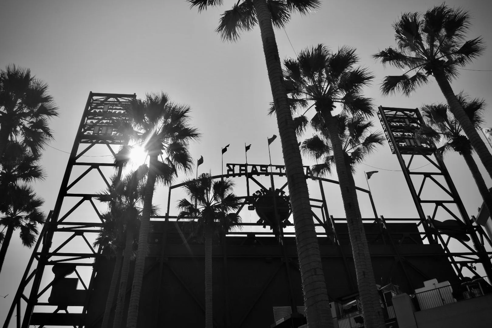 Black and white photo of tall palm trees and an outdoor stage with flags and metal structures, with the sun shining behind the trees.