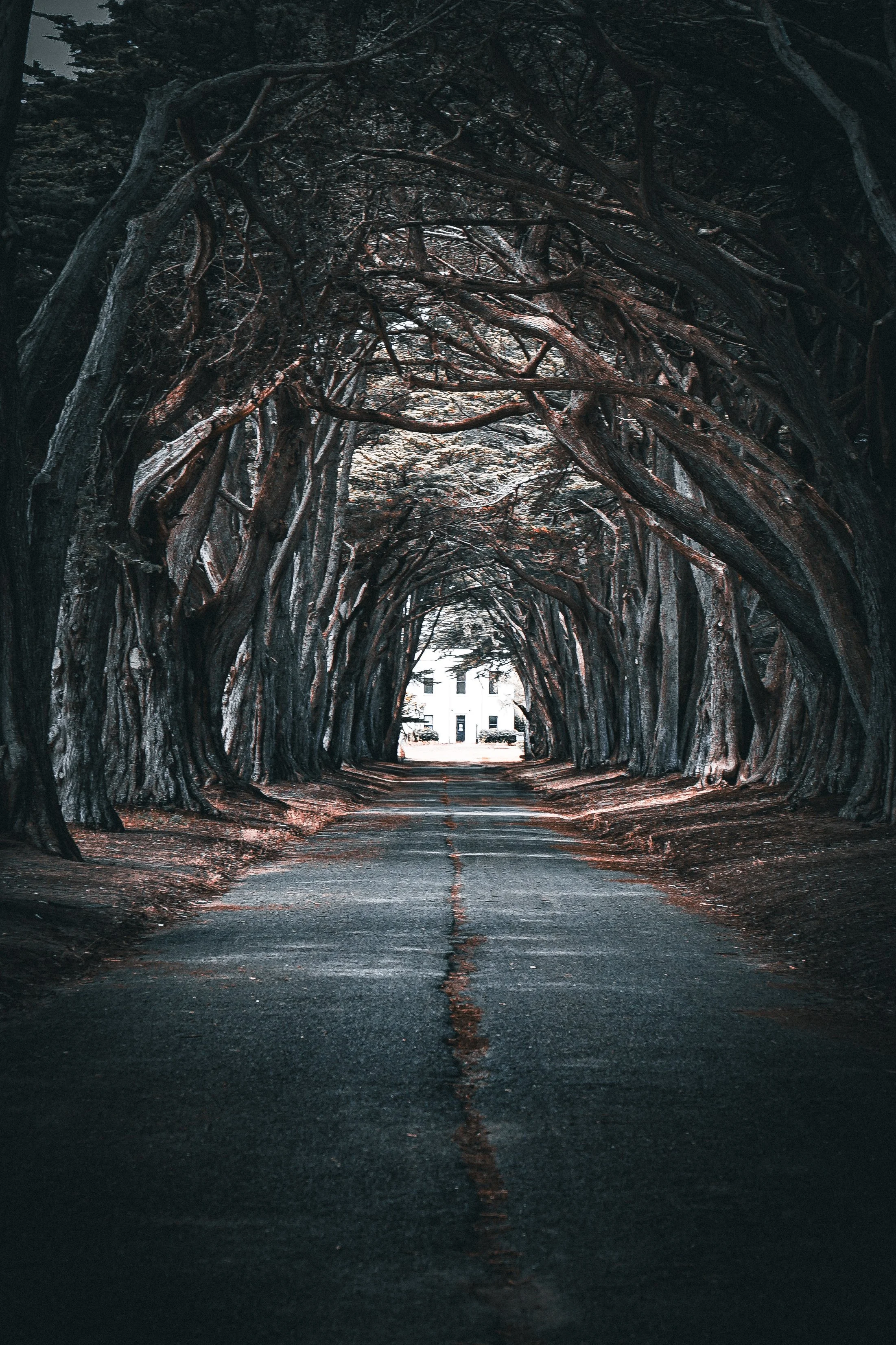 Tree-lined road creating natural archway with large, gnarled branches forming a tunnel