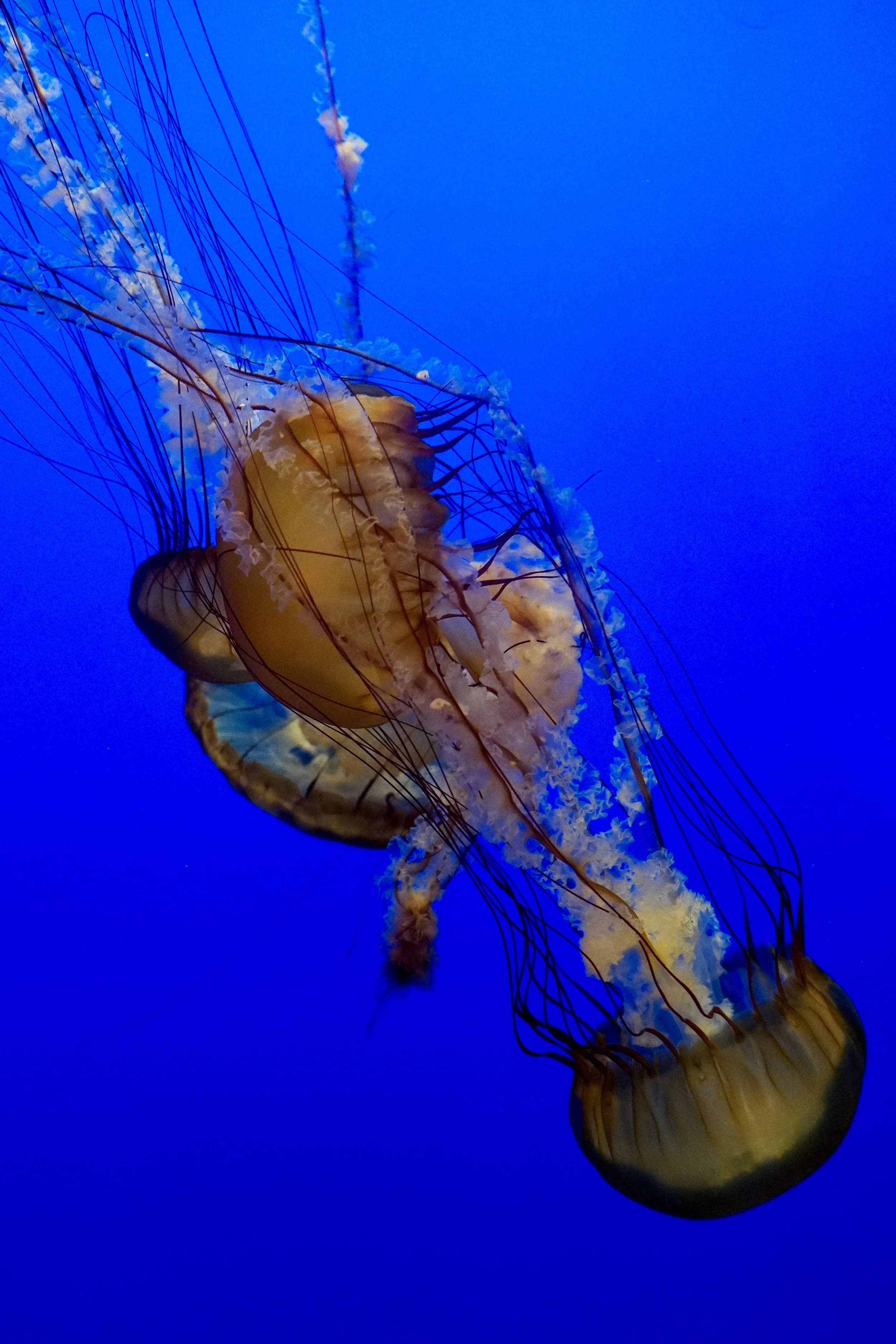 Jellyfish swimming in a deep blue ocean.