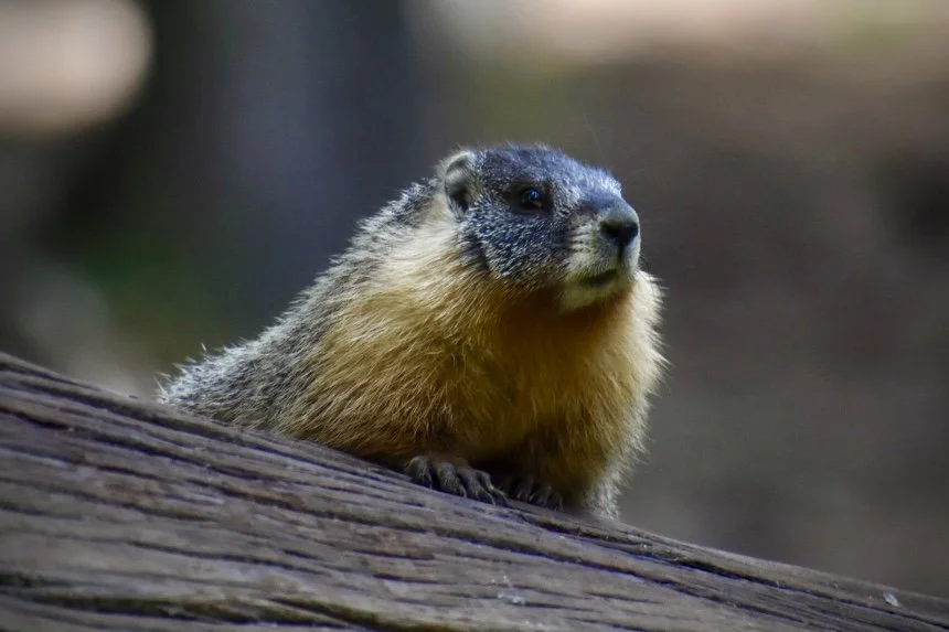 Close-up of a marmot on a log in a natural outdoor setting.