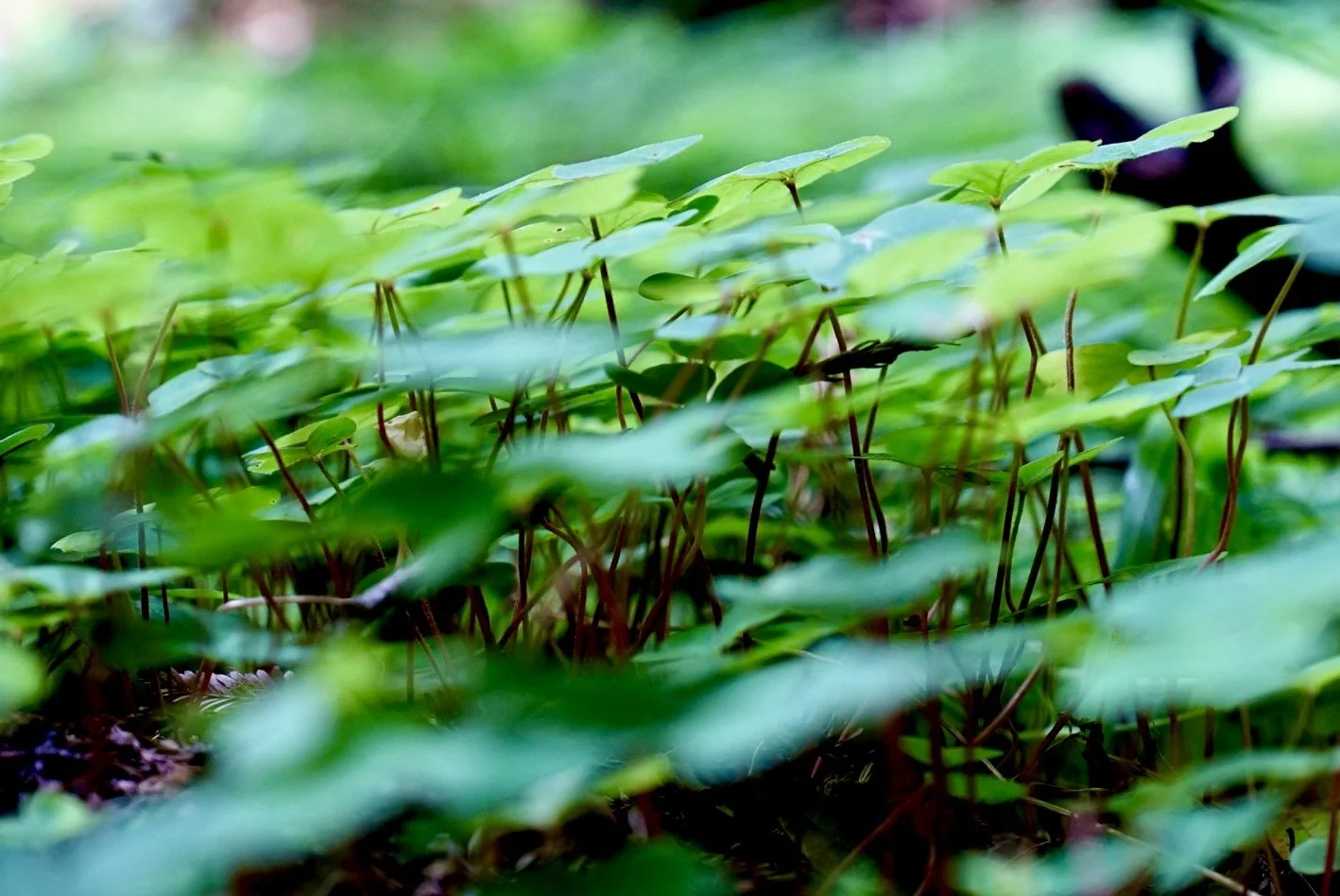 Close-up of green aquatic plants with round leaves growing in water.