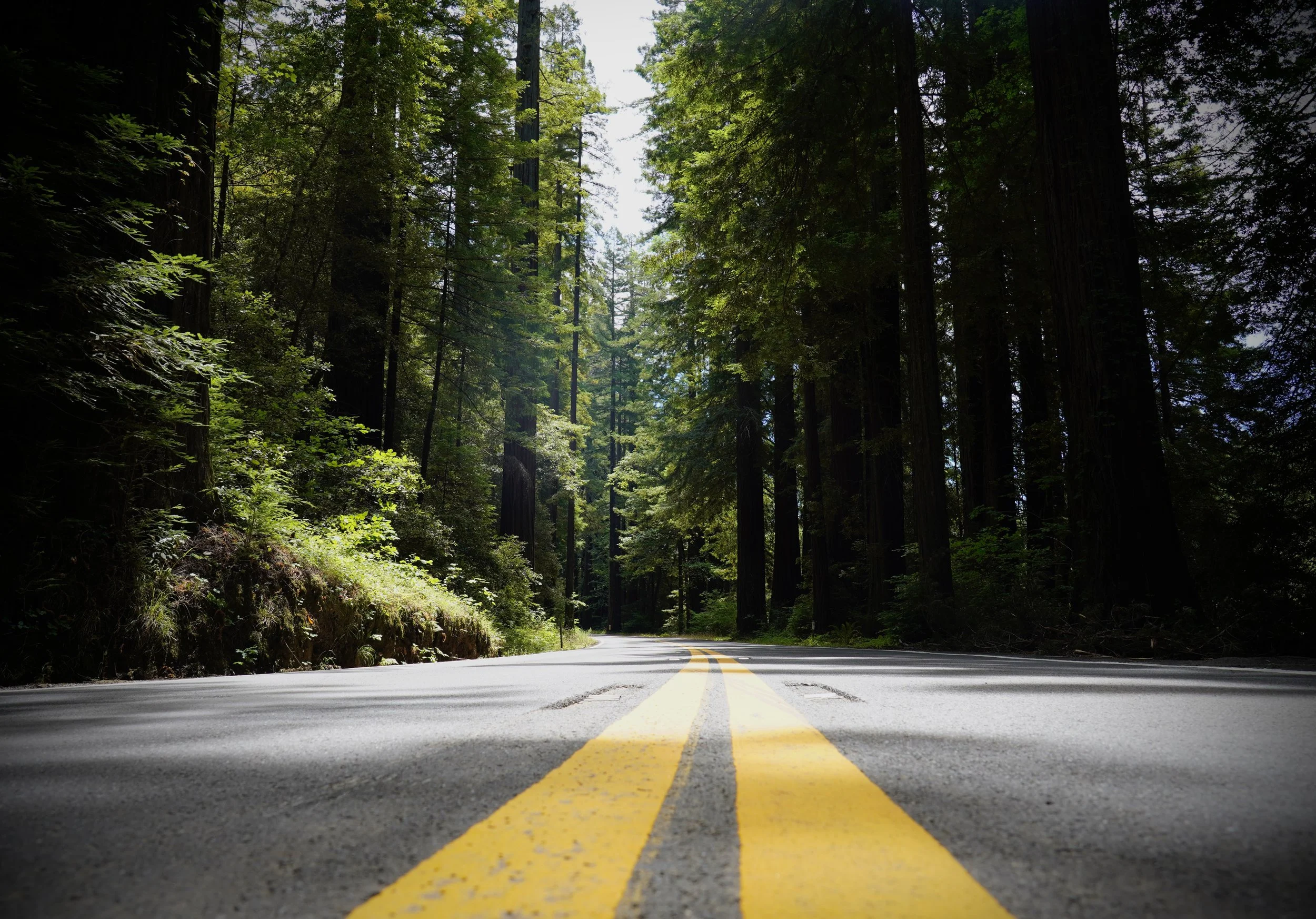 A straight road with yellow double lines running through a dense forest with tall trees and green foliage.