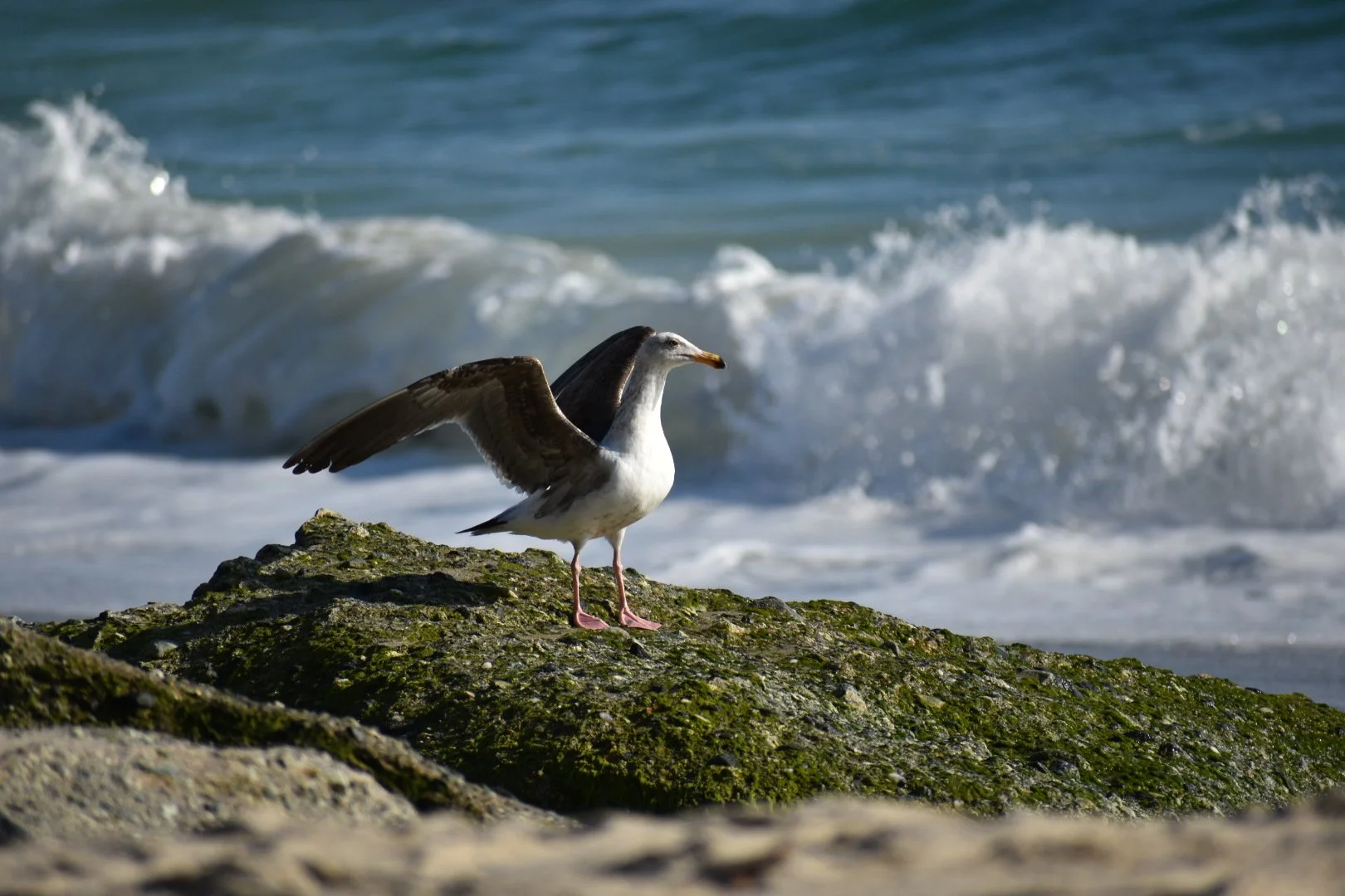 A seagull with wings partially spread stands on moss-covered rocks by the ocean, with waves crashing in the background.
