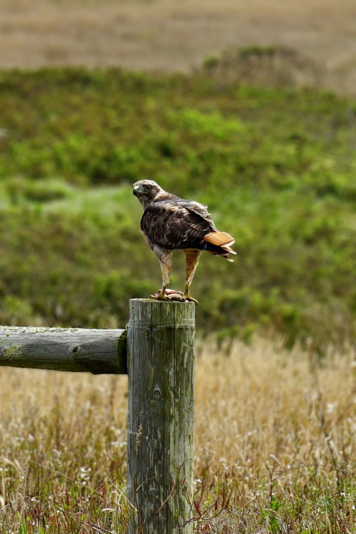 A bird of prey, possibly a hawk, perched on a wooden post in a grassy field with a blurred green background.