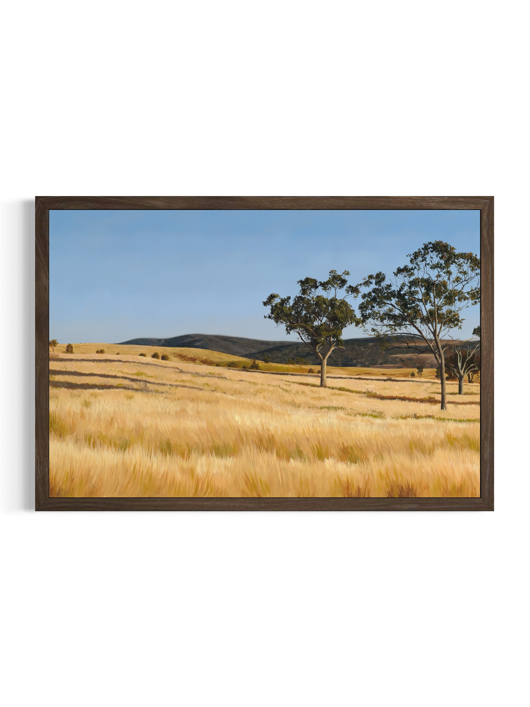 Contemporary fine art print of rolling hills and tall gum trees in a dry grass field