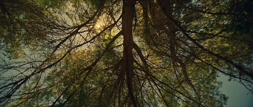 Looking up at treetops with sunlight filtering through the branches and leaves.