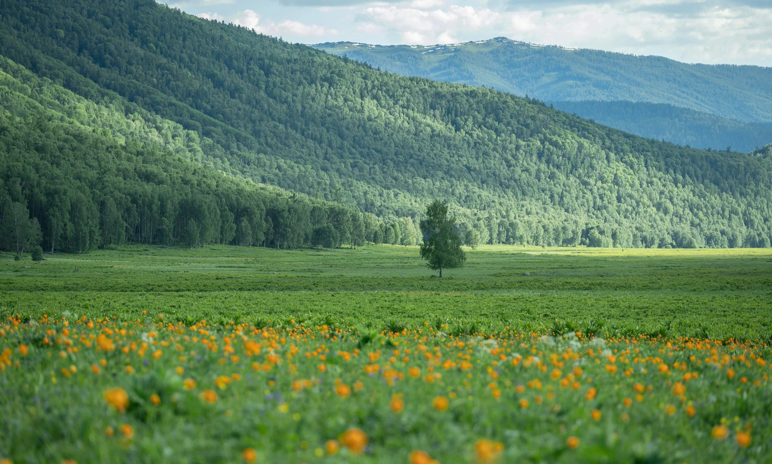 A lush green landscape featuring a meadow with orange flowers, surrounded by a dense forest and rolling hills in the background under a partly cloudy sky.