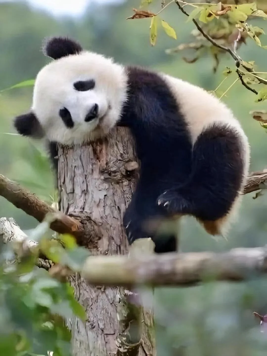 Chengdu 5-Day Travel Guide